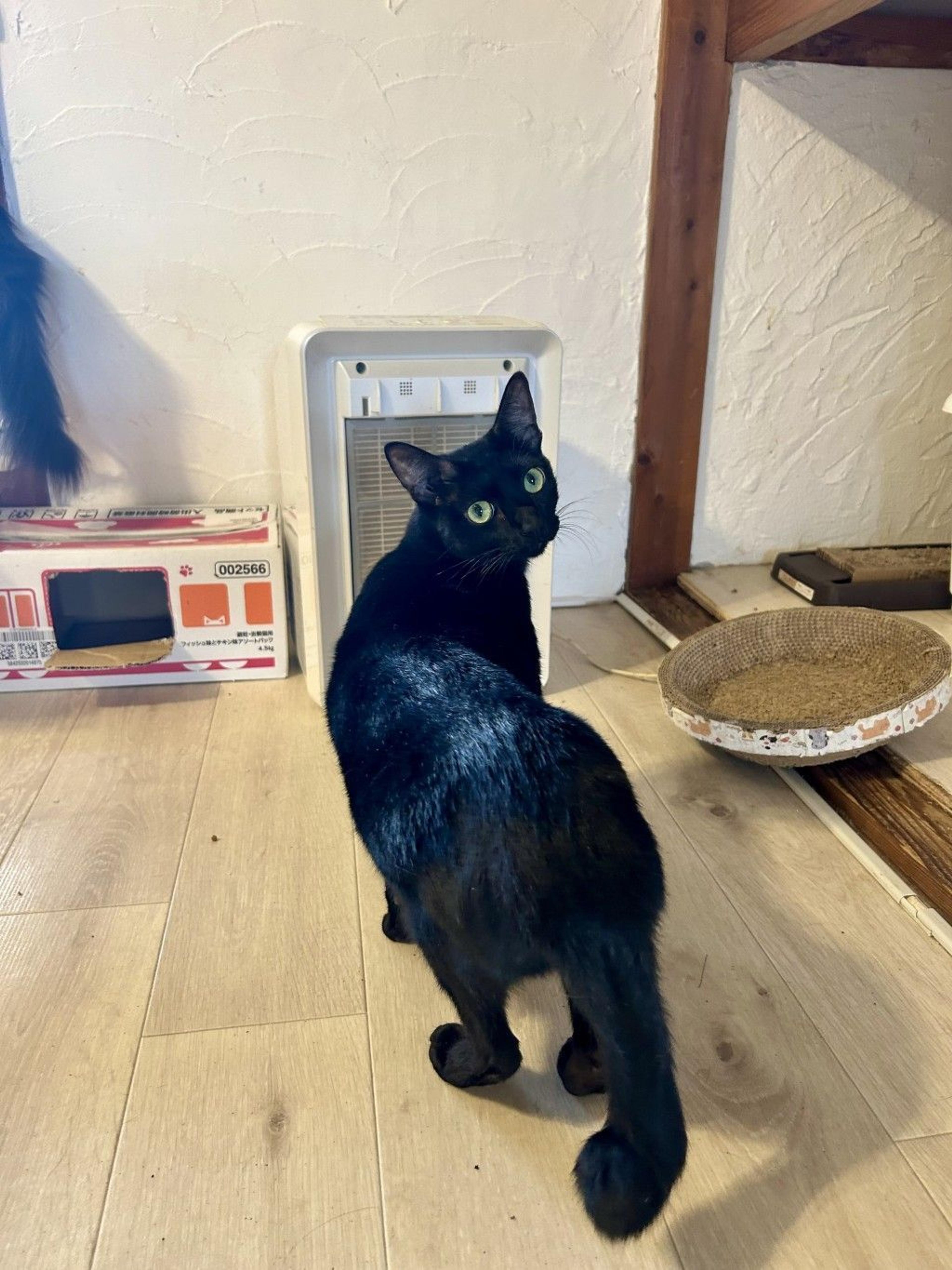 pet-image-2