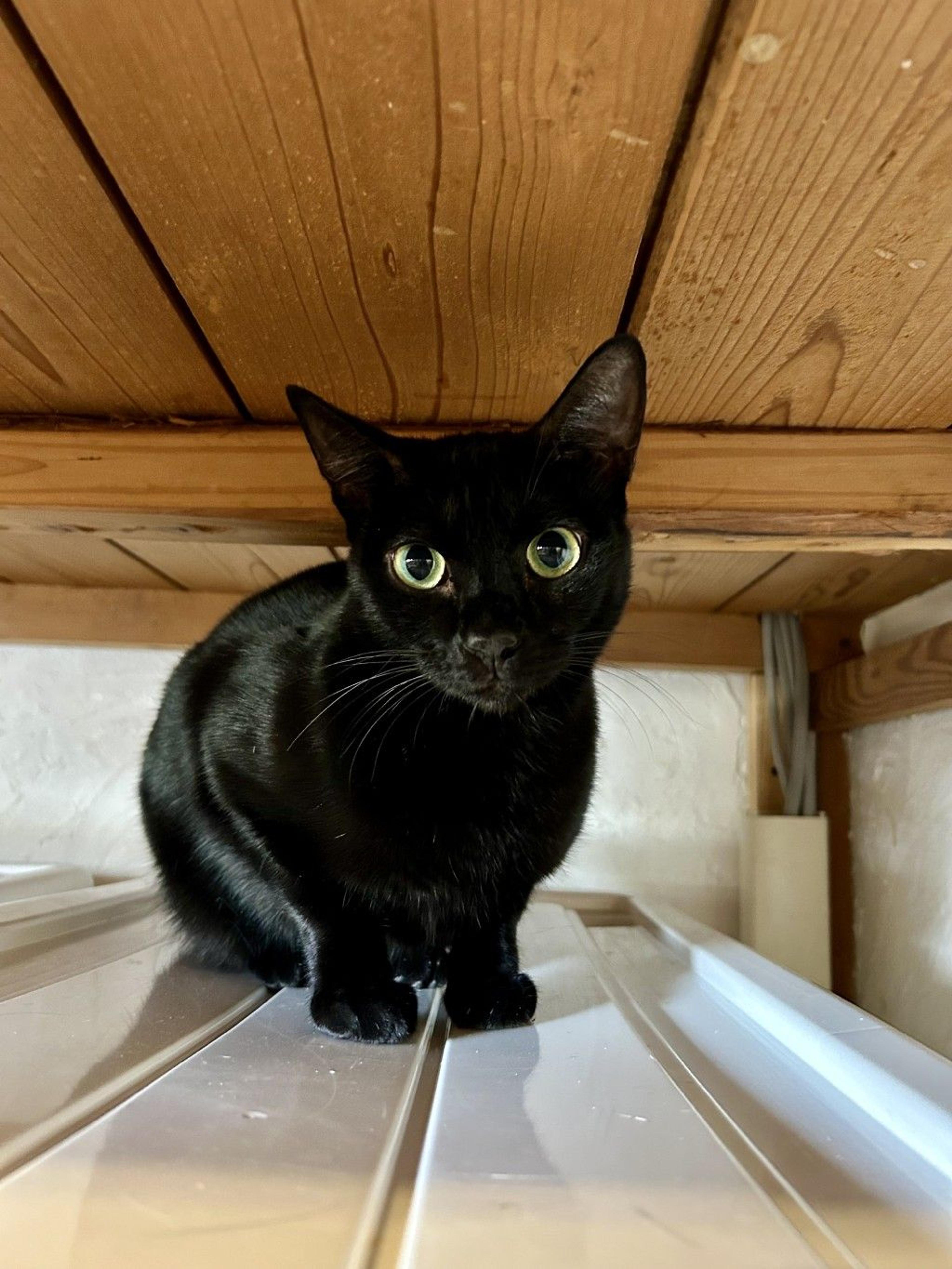 pet-image-3