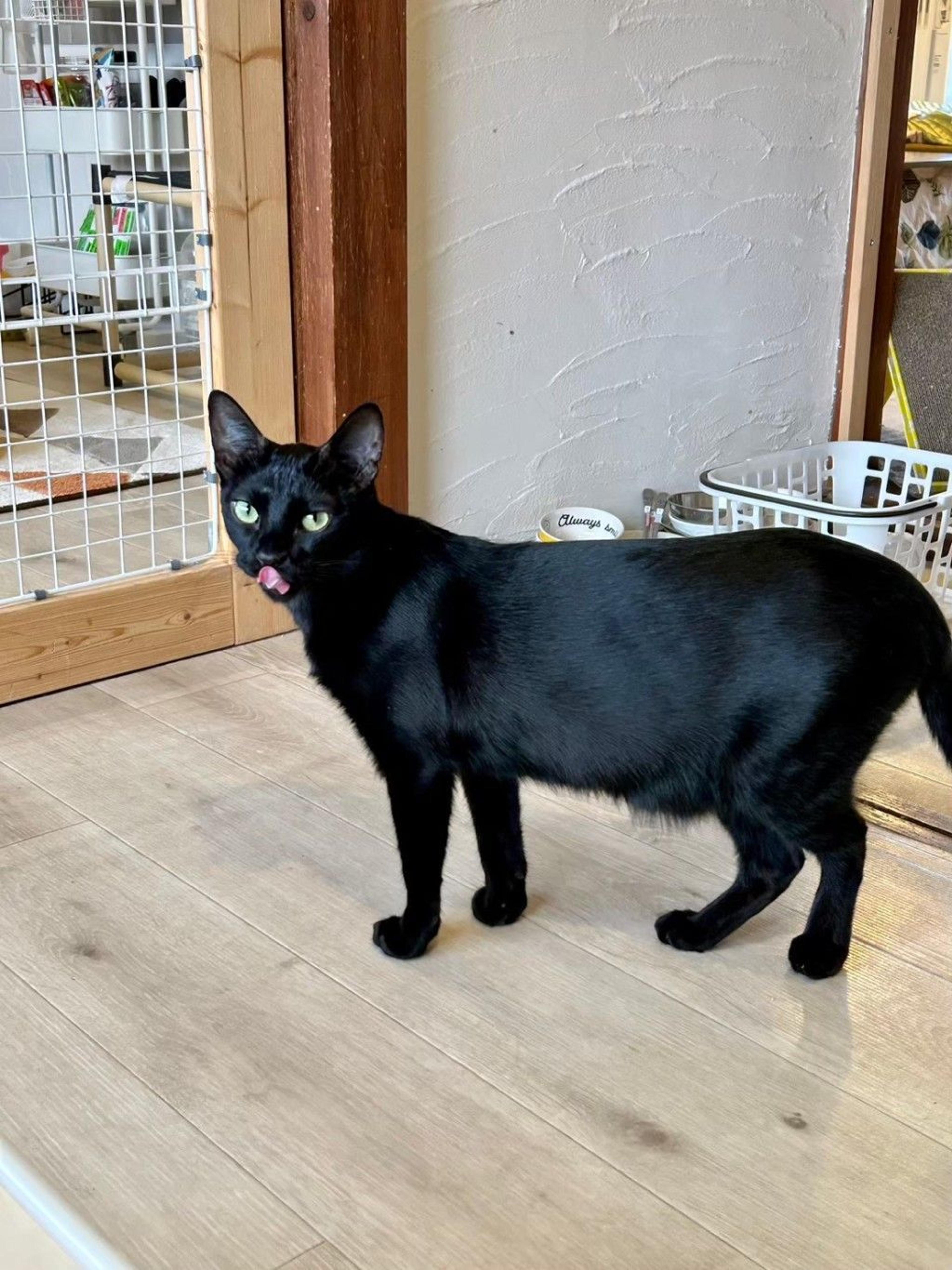 pet-image-9