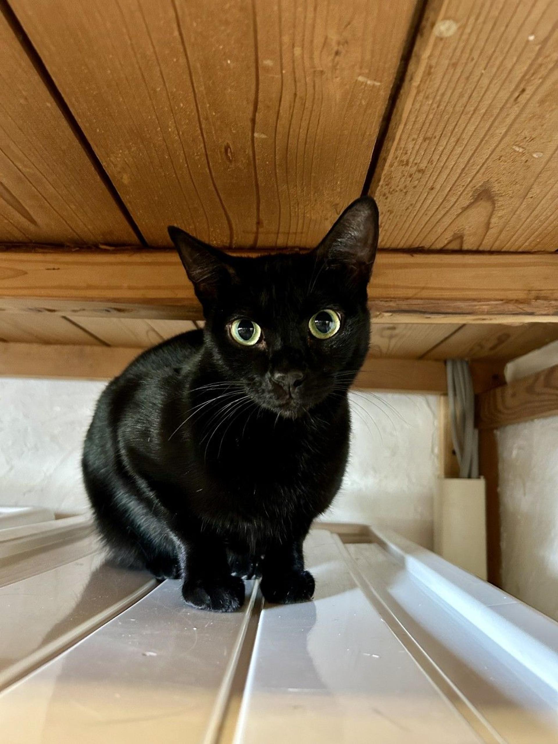 pet-image-3