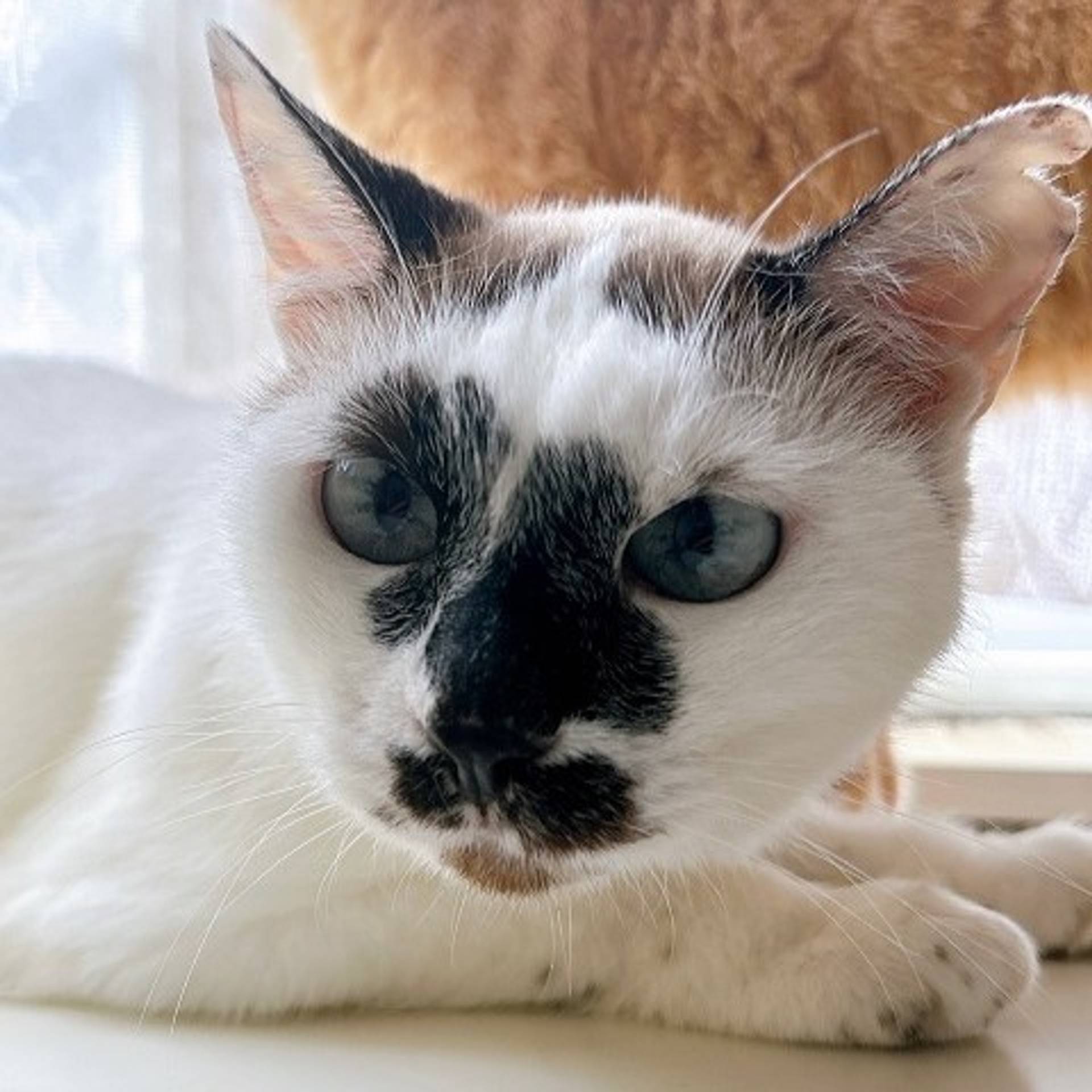 雑種（ミックス猫）・メスの里親募集の写真