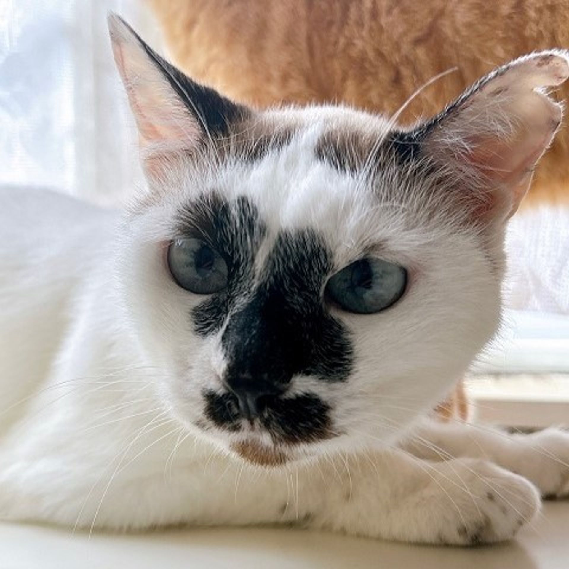雑種（ミックス猫）・メスの里親募集の写真