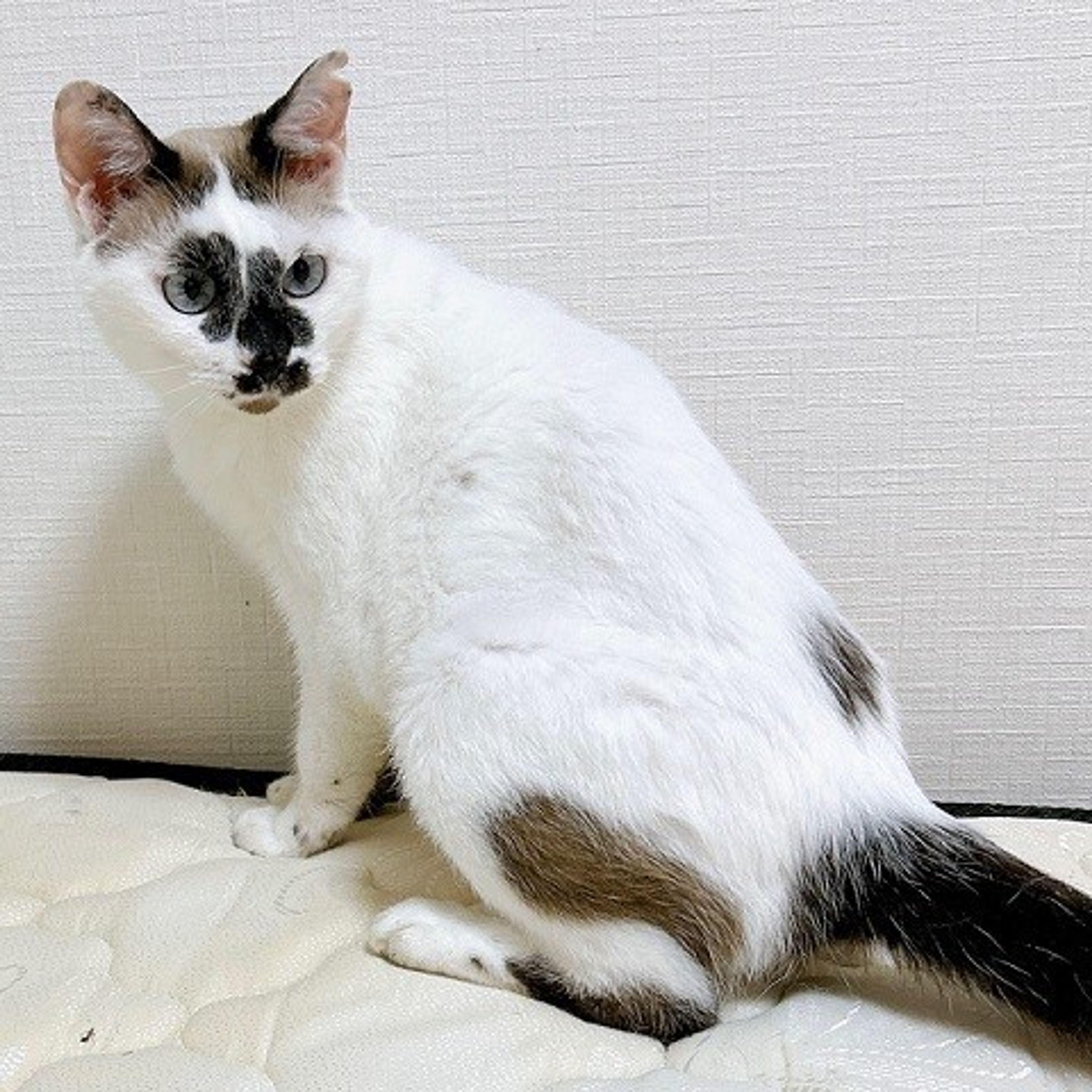 pet-image-4