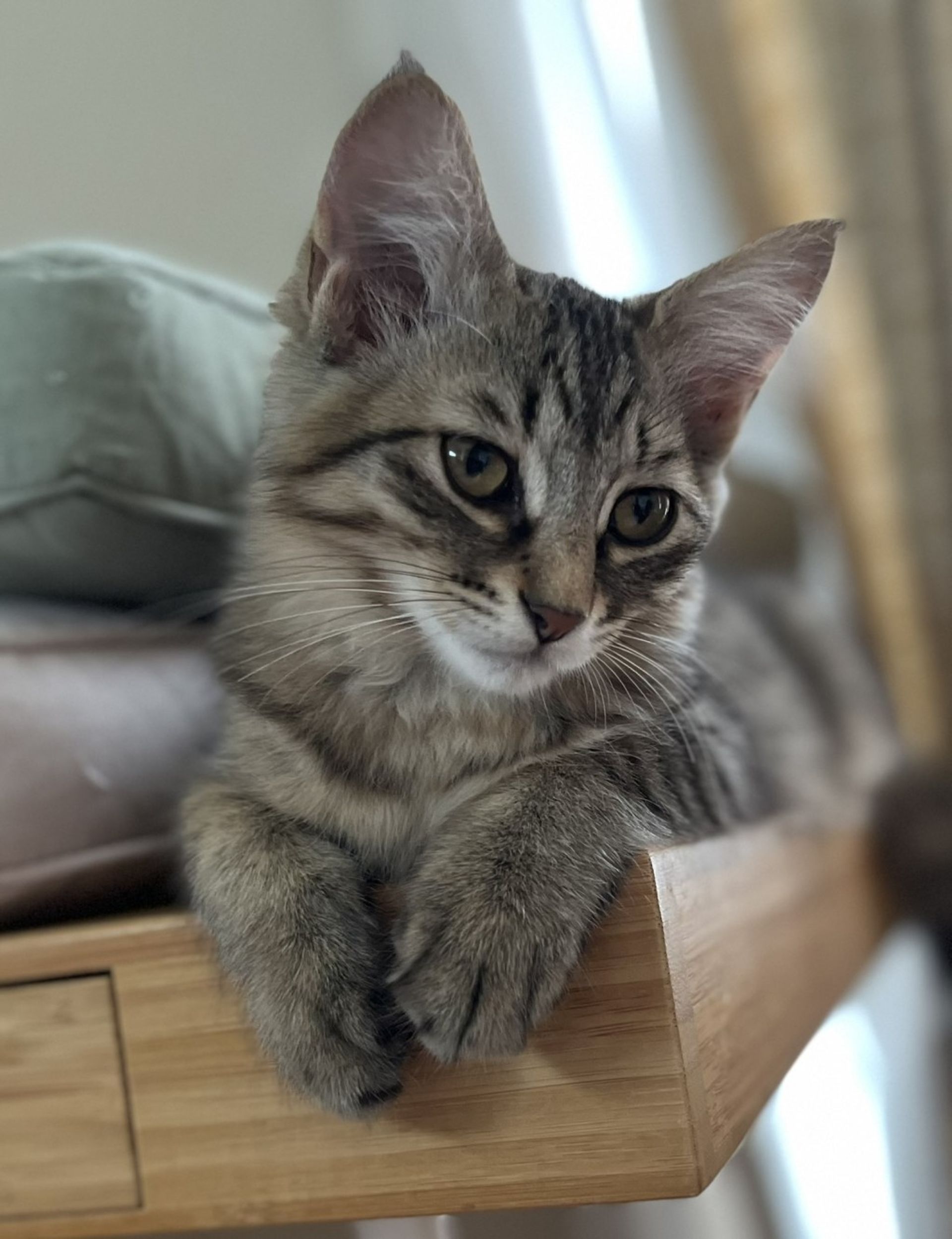 雑種（ミックス猫）・メスの里親募集の写真