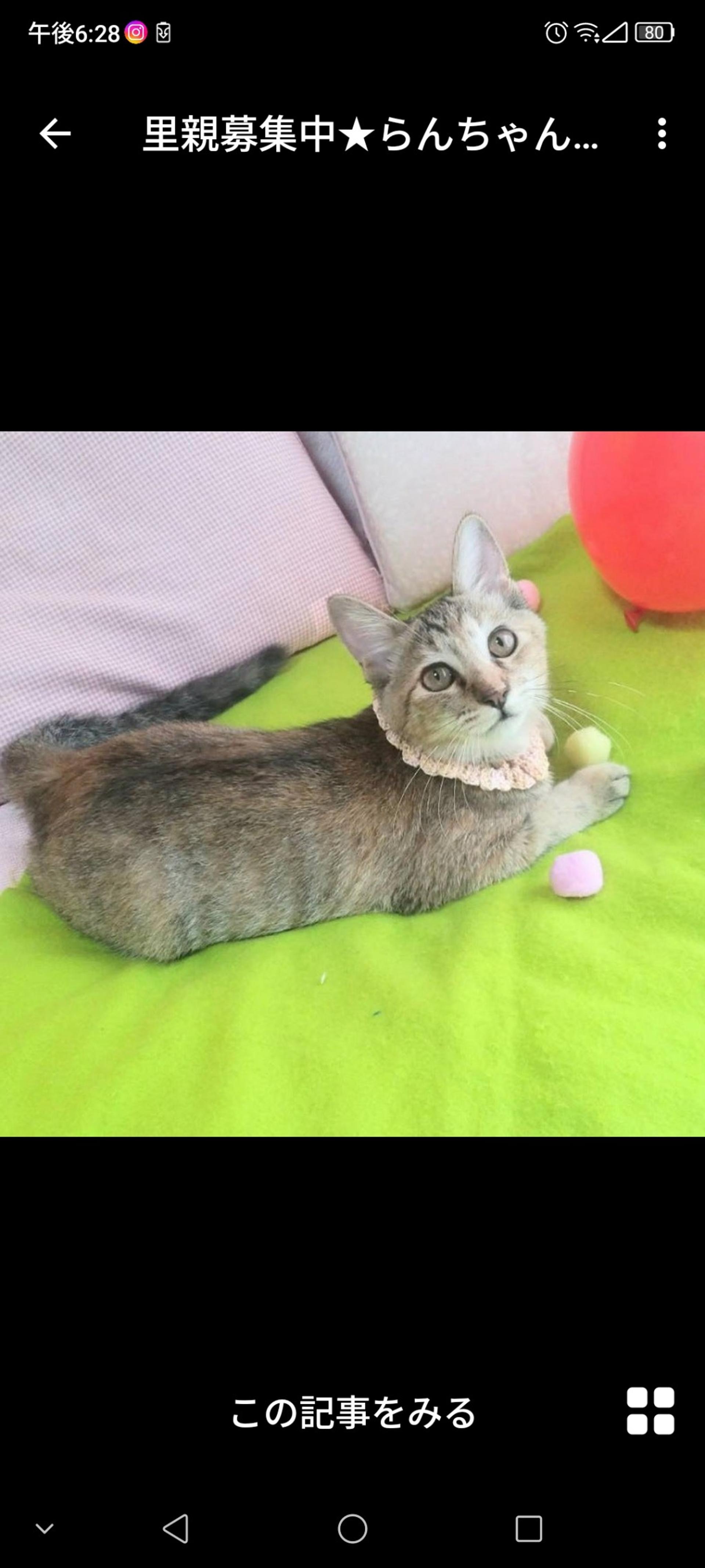 pet-image-4