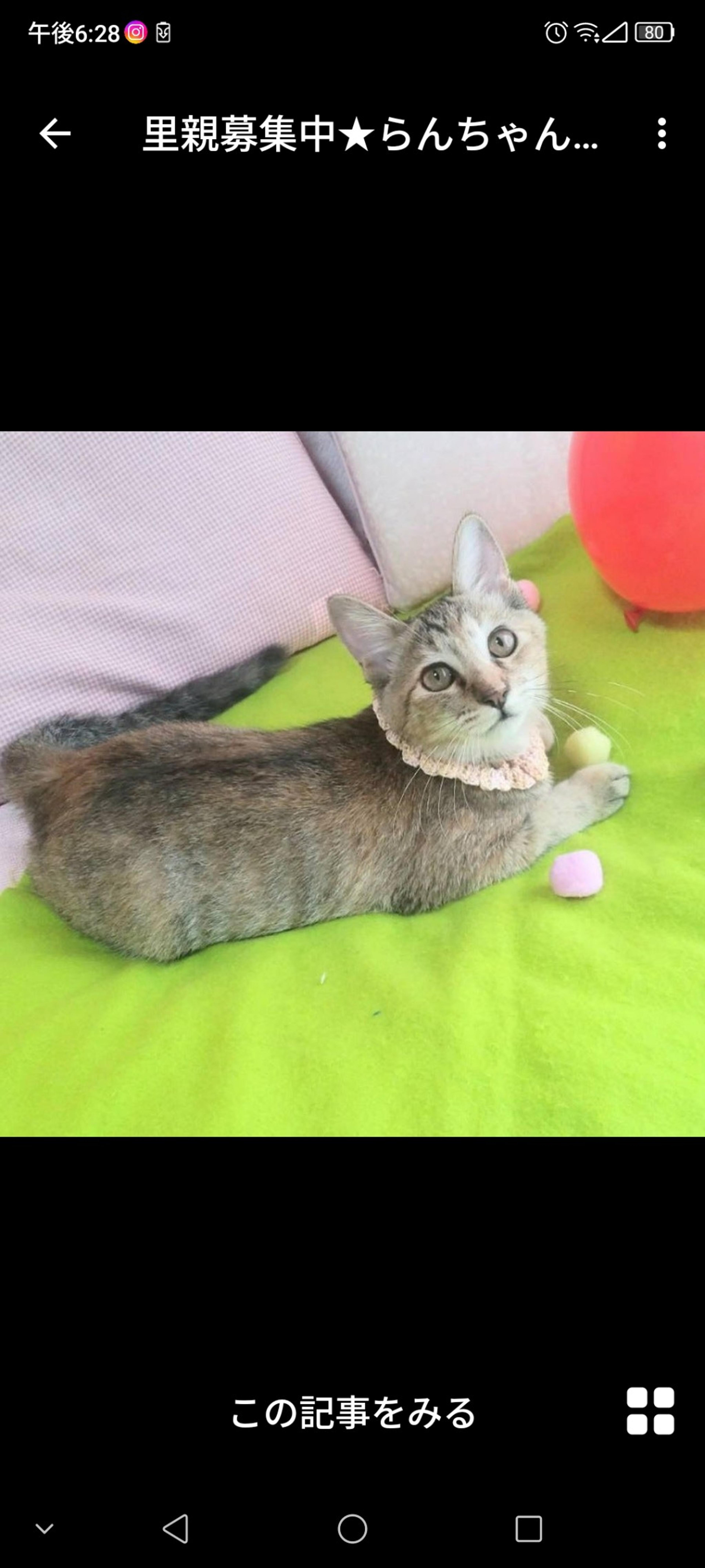 pet-image-4