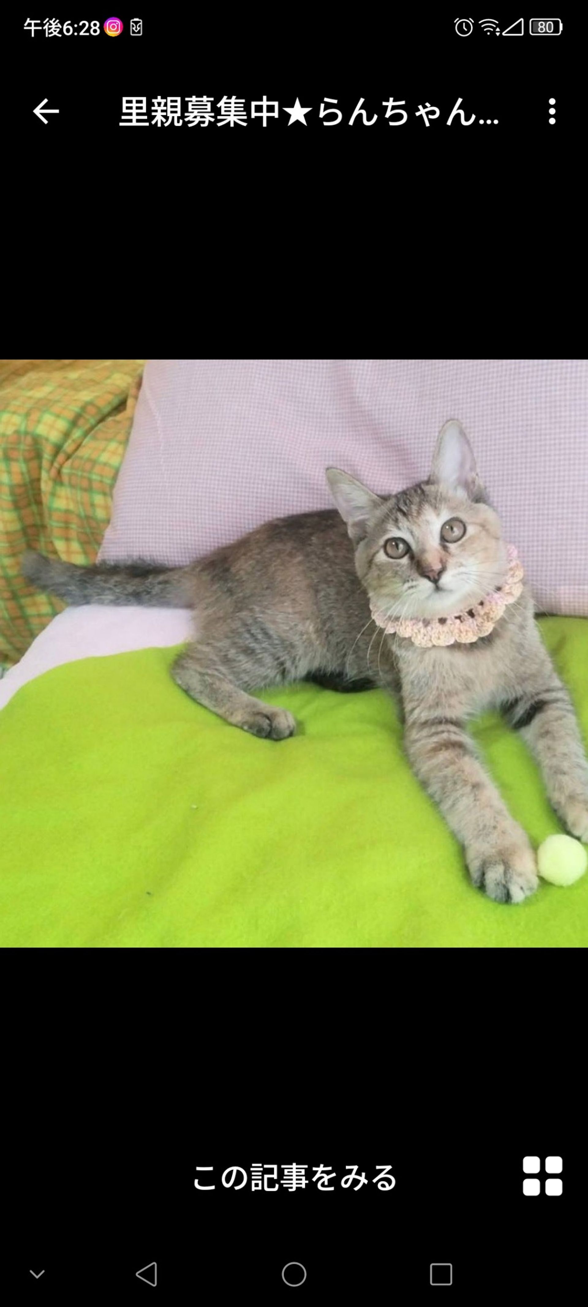 雑種（ミックス猫）・メスの里親募集の写真