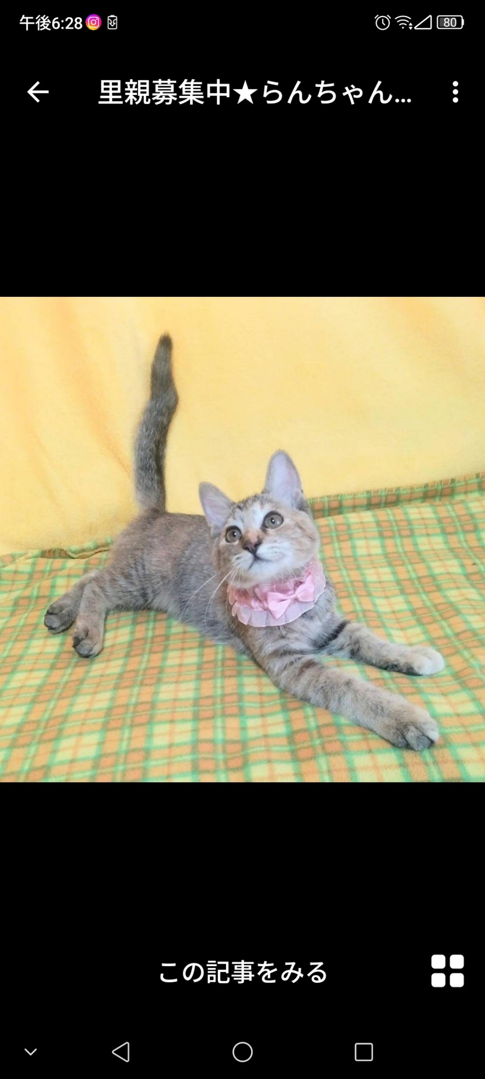 pet-image-3