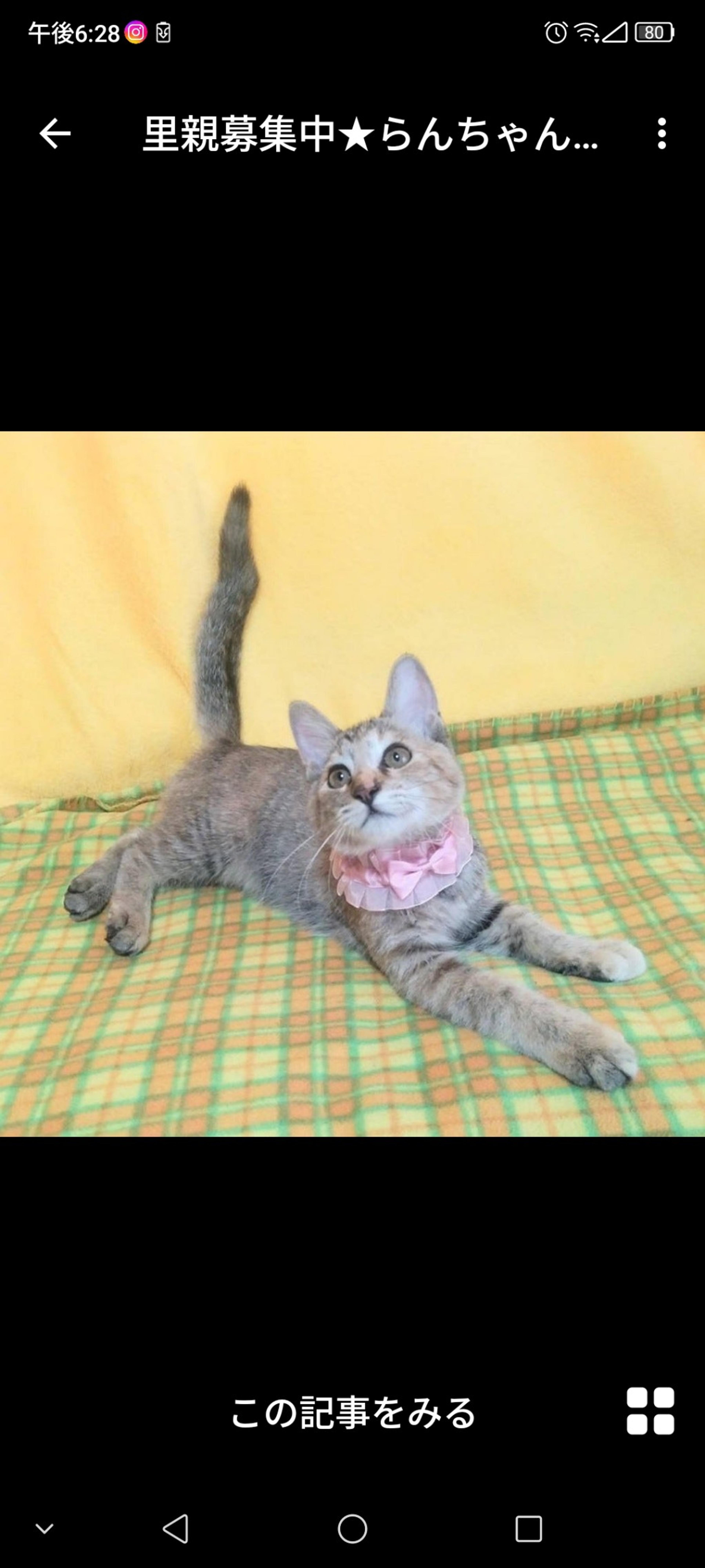 pet-image-3