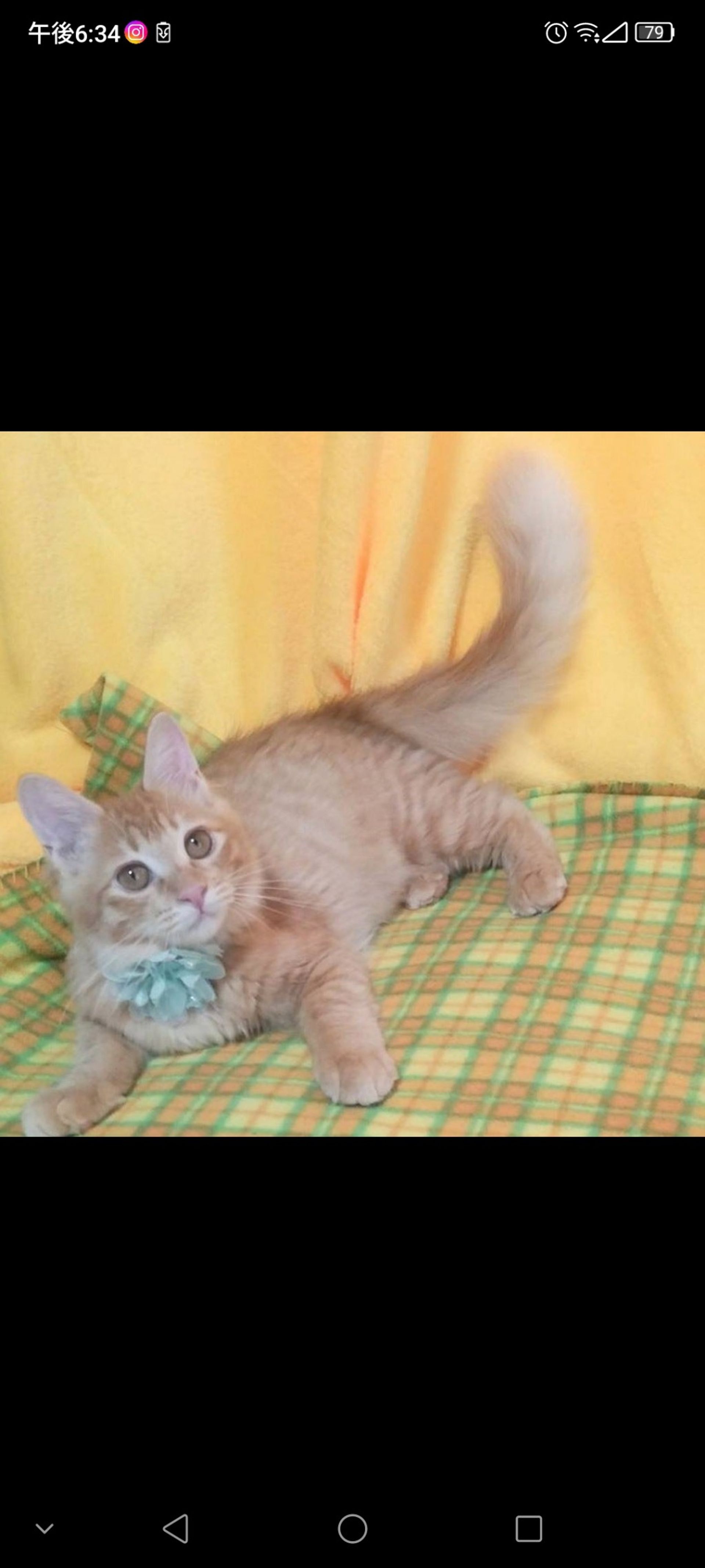 雑種（ミックス猫）・オスの里親募集の写真