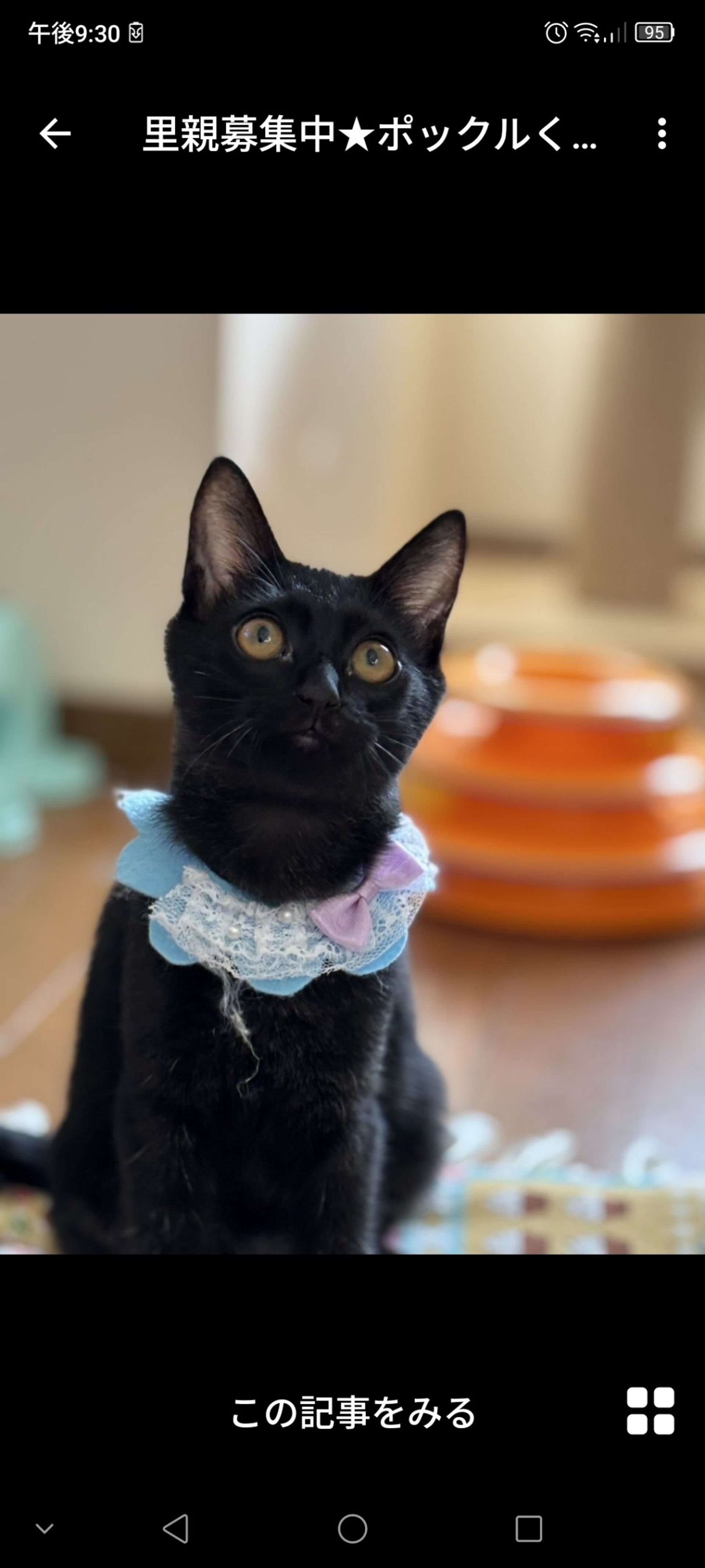 雑種（ミックス猫）・オスの里親募集の写真