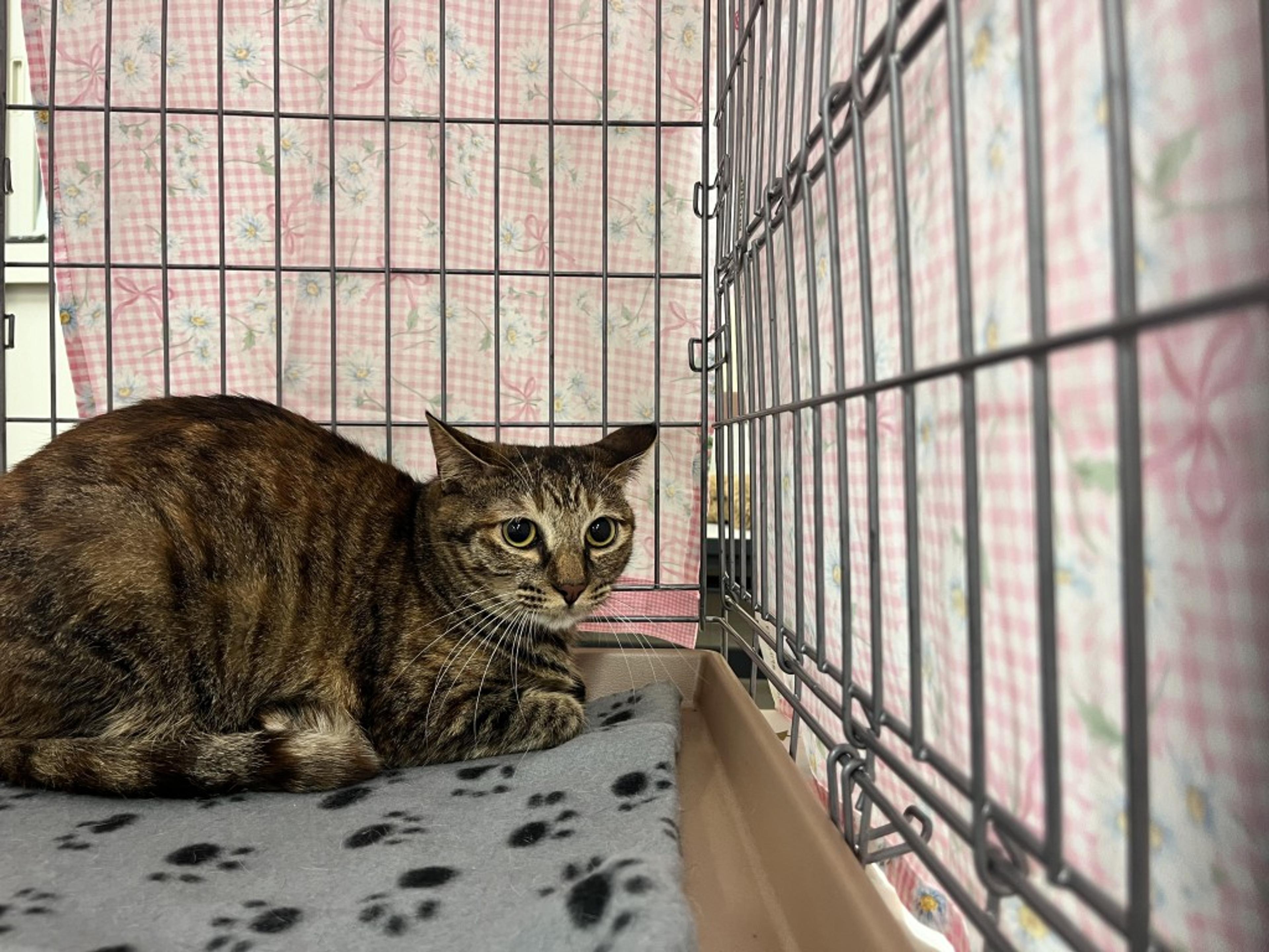 pet-image-2