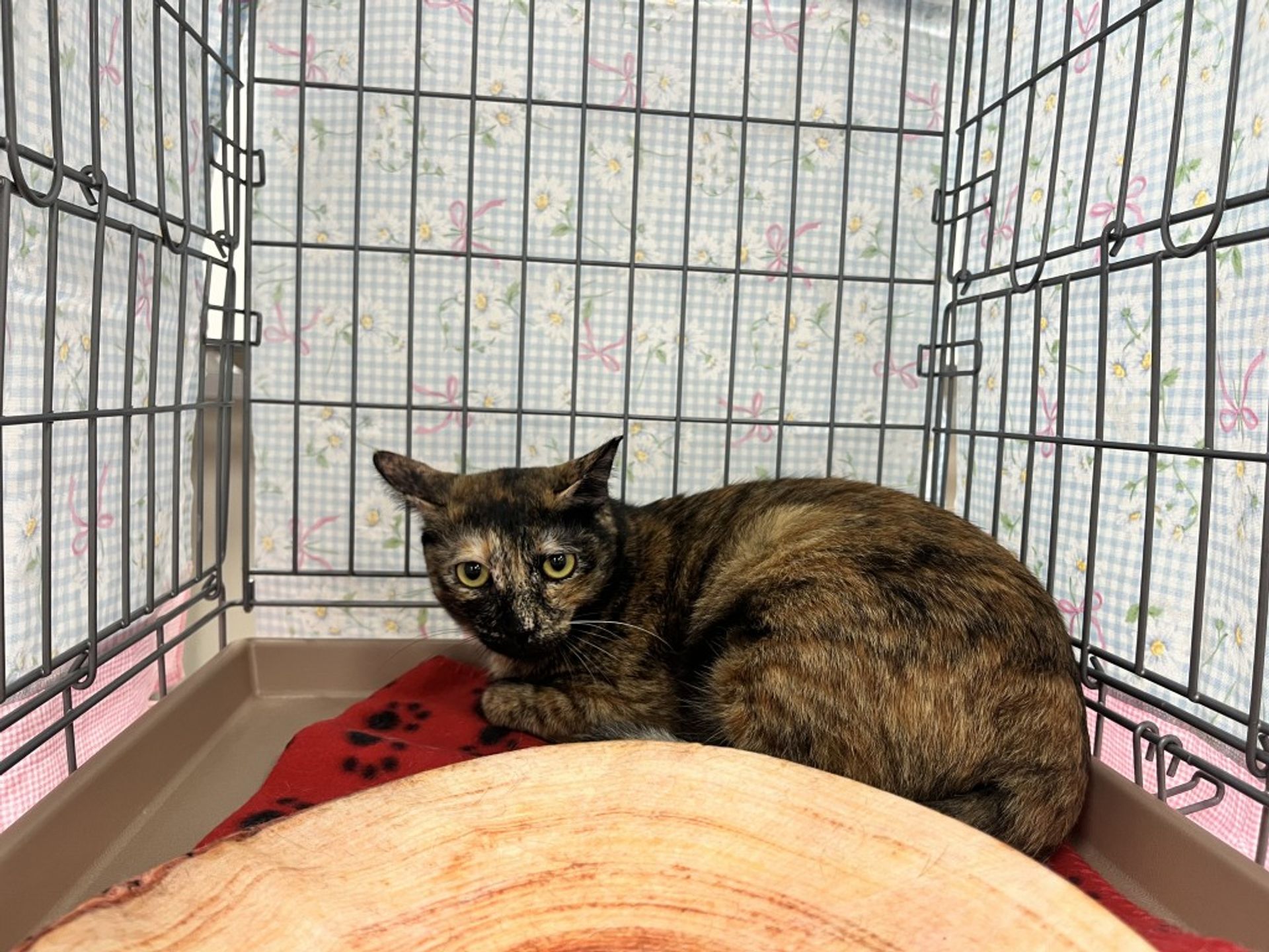 雑種（ミックス猫）・メスの里親募集の写真