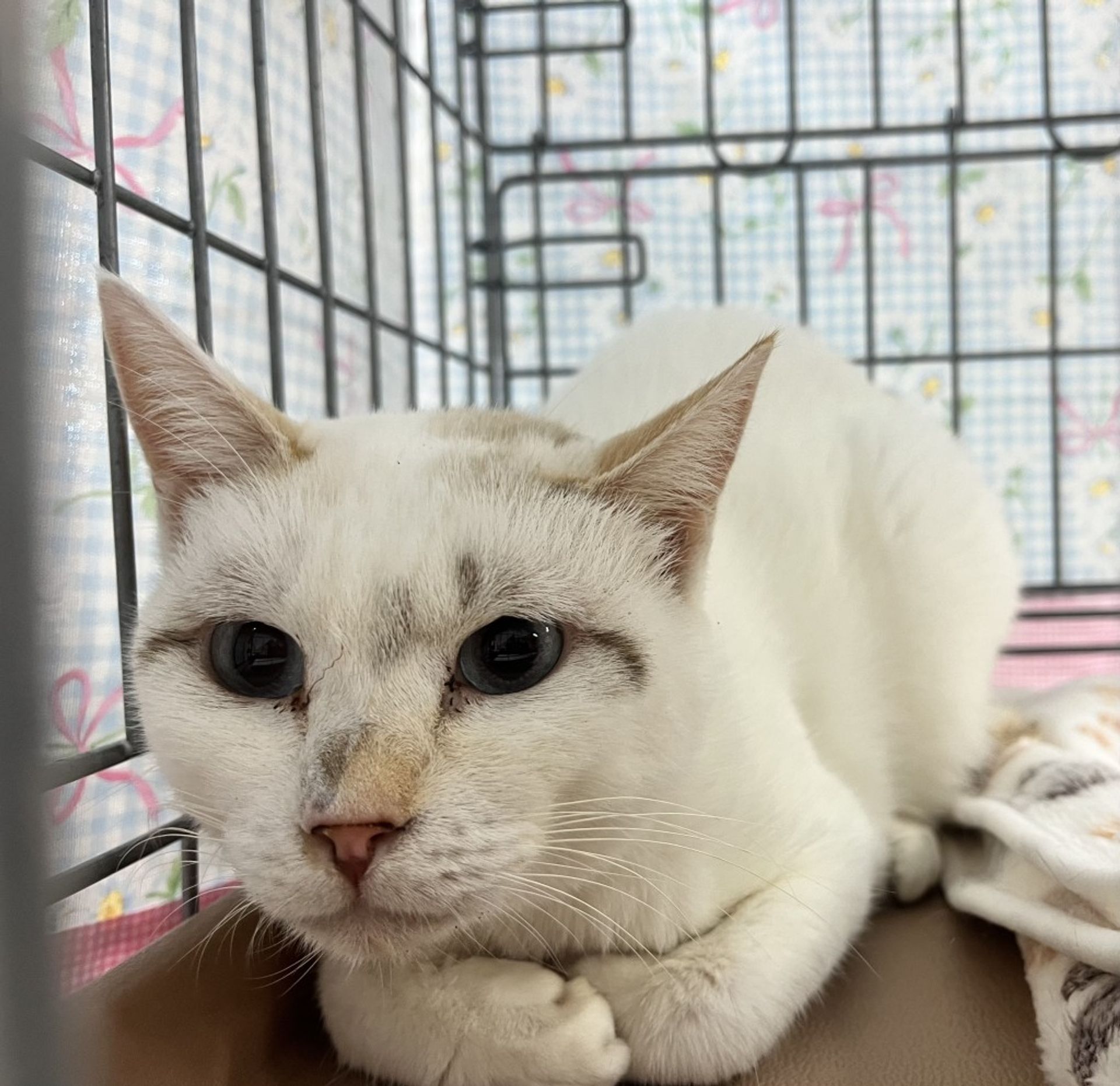 雑種（ミックス猫）・メスの里親募集の写真