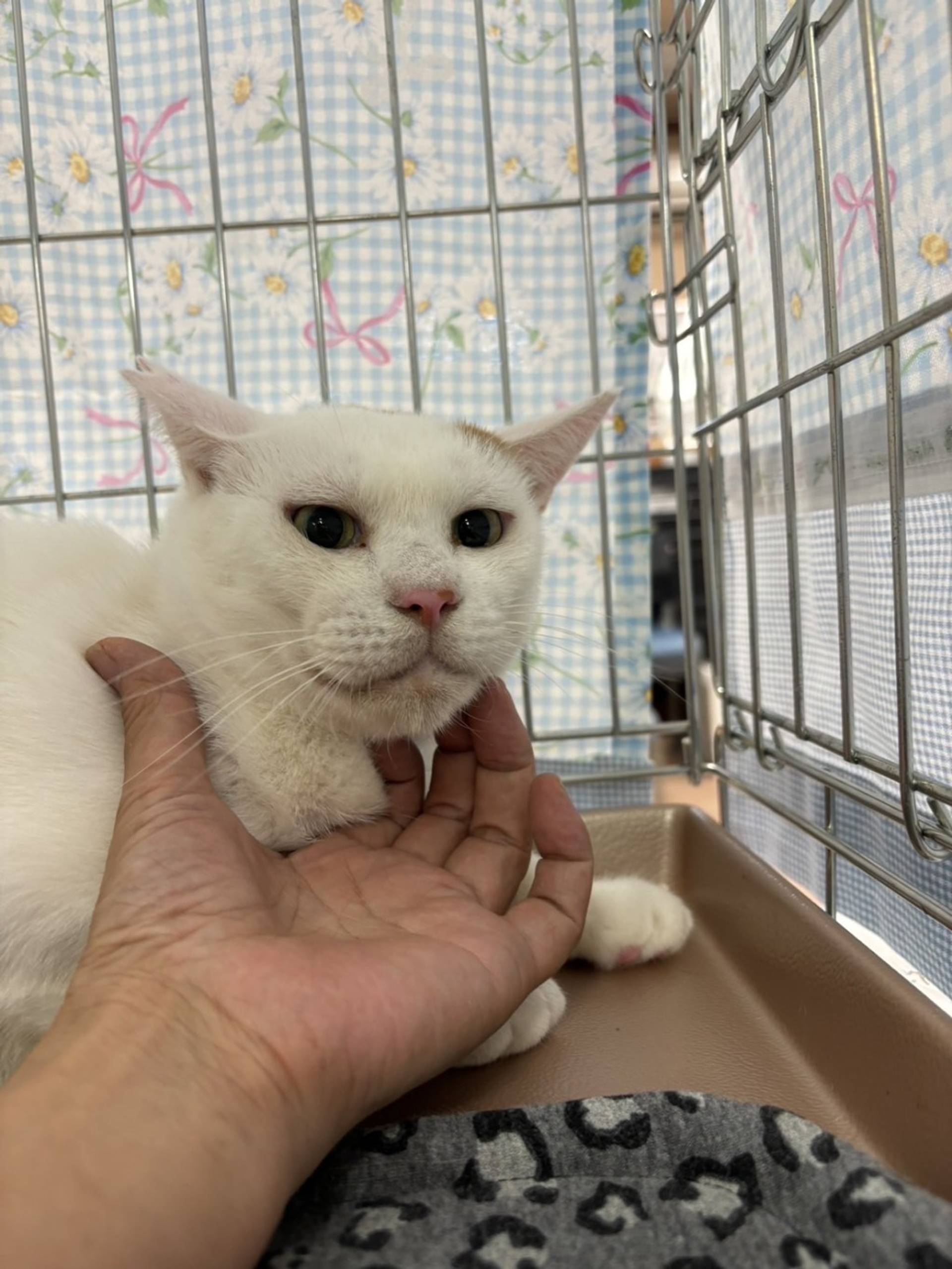 雑種（ミックス猫）・オスの里親募集の写真