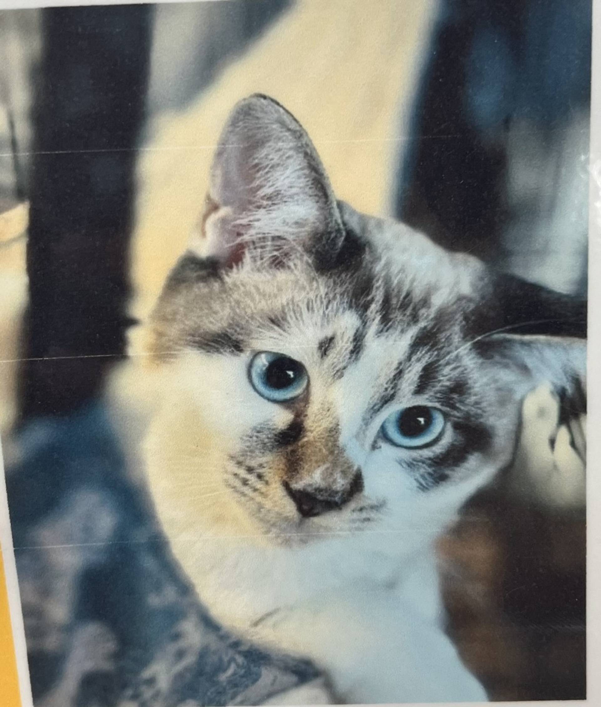 雑種（ミックス猫）・オスの里親募集の写真