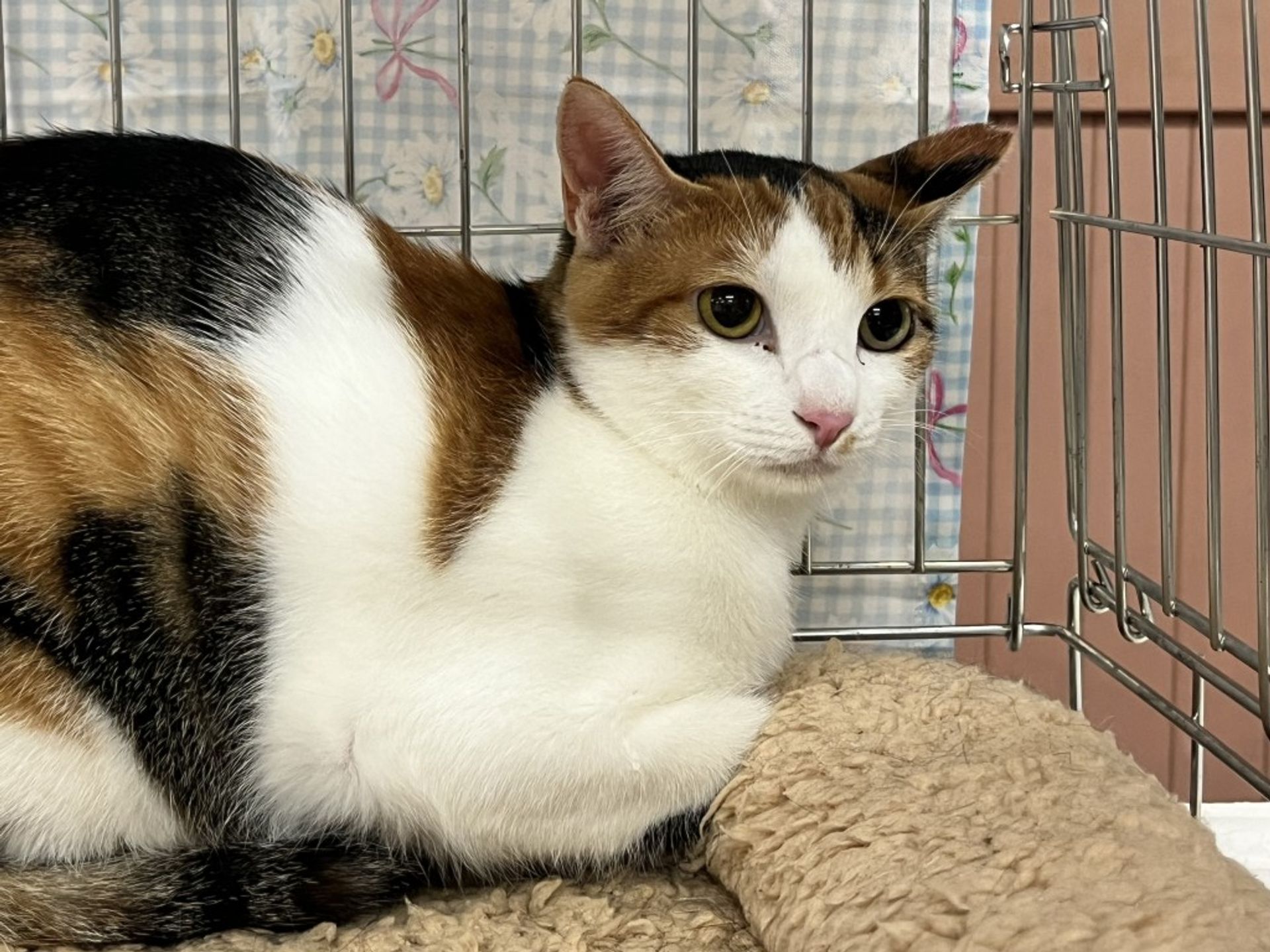 雑種（ミックス猫）・メスの里親募集の写真