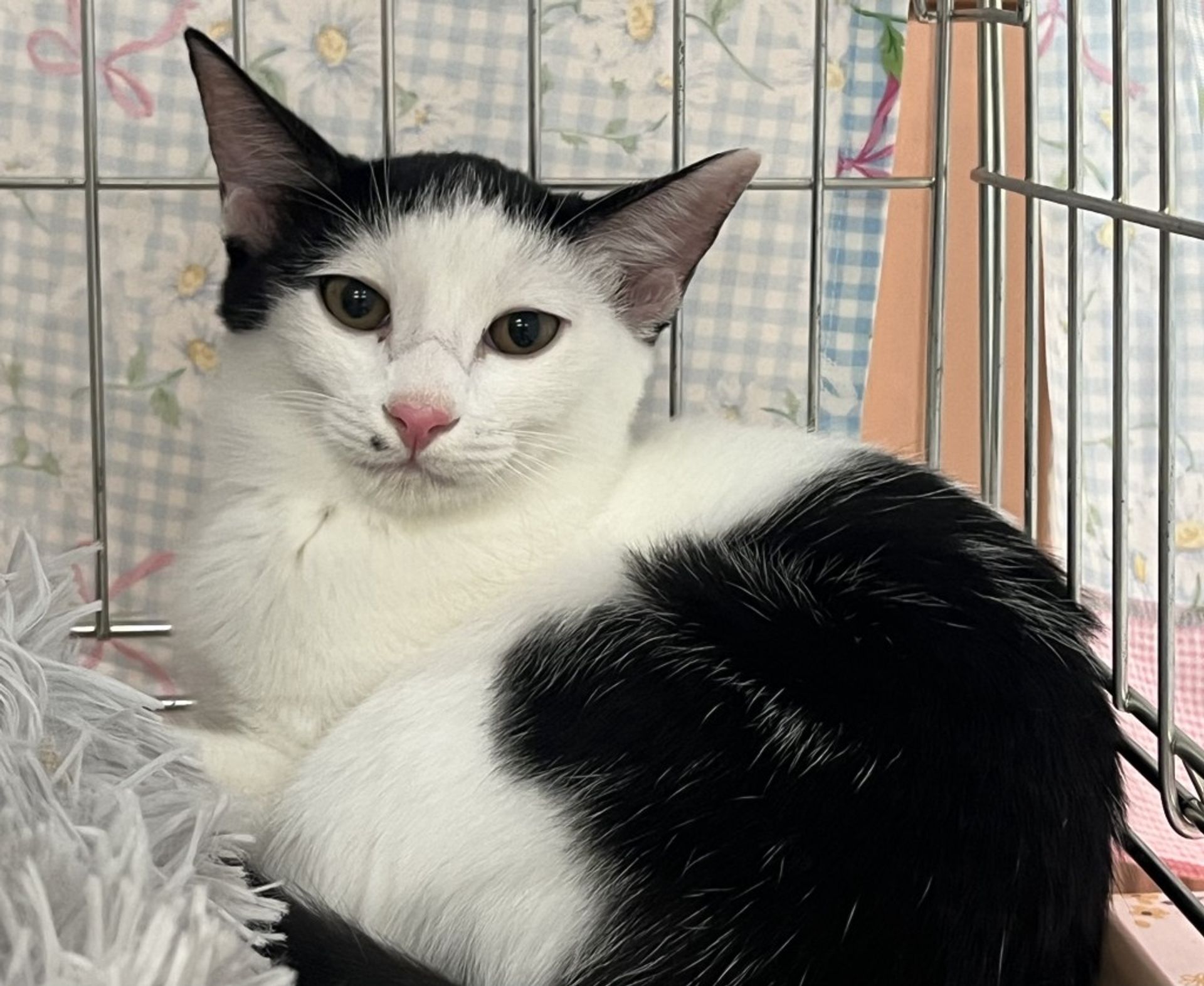 雑種（ミックス猫）・メスの里親募集の写真