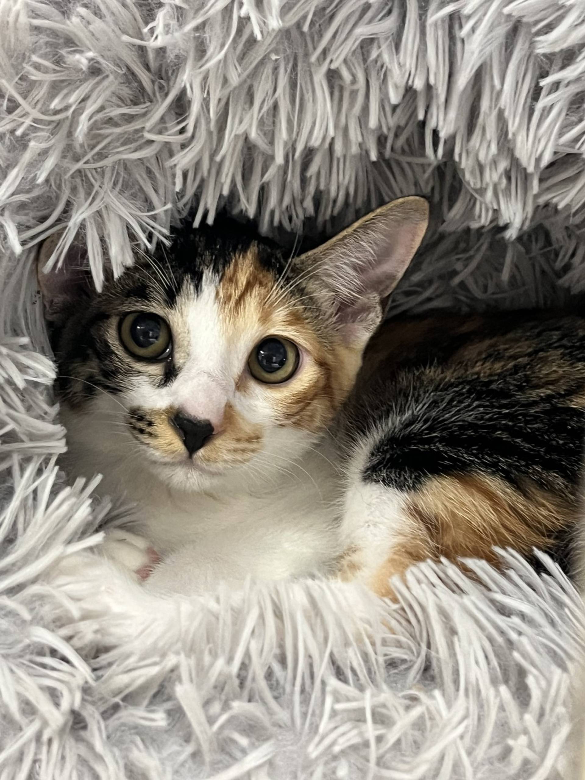 雑種（ミックス猫）・メスの里親募集の写真