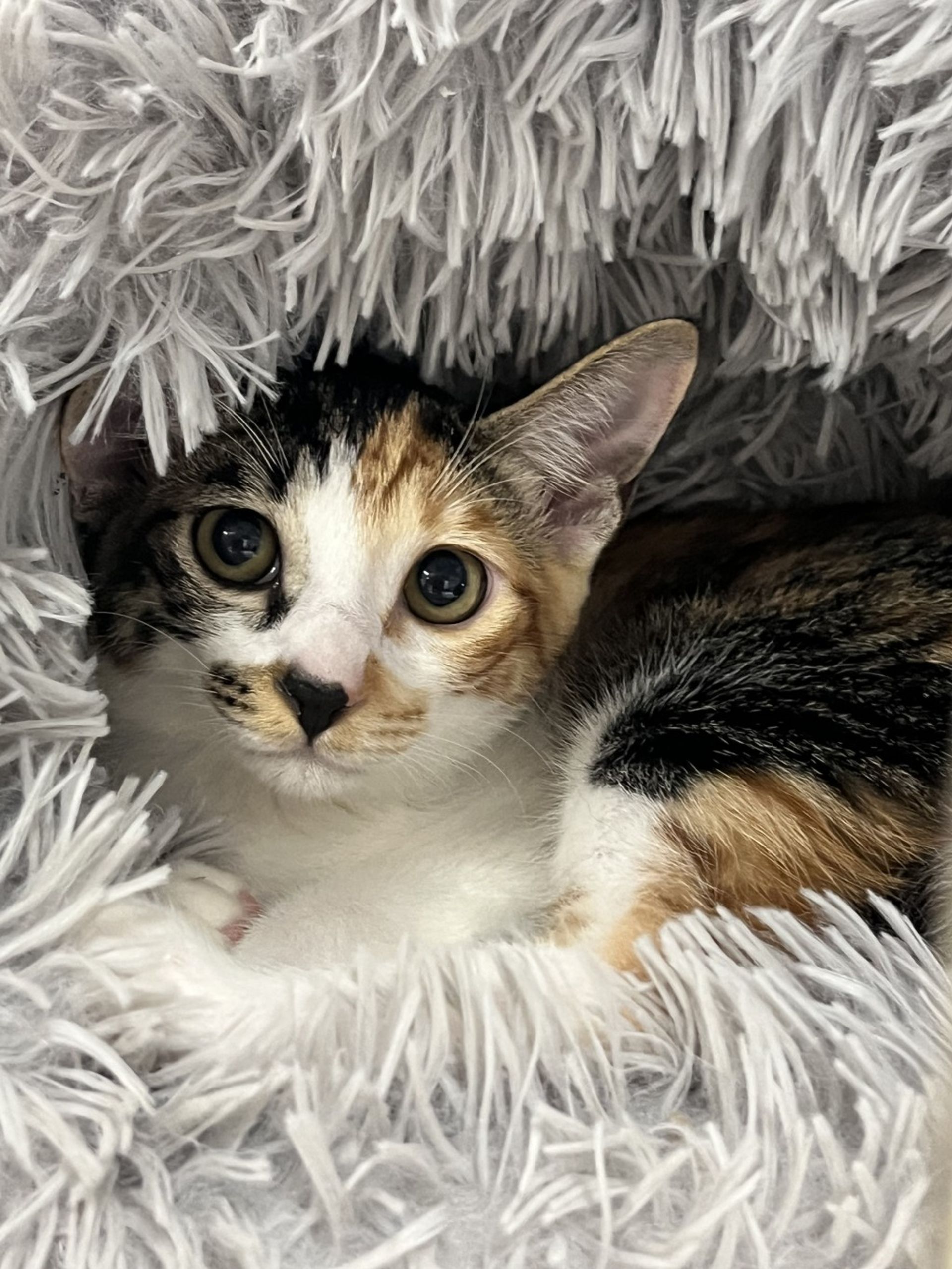 雑種（ミックス猫）・メスの里親募集の写真