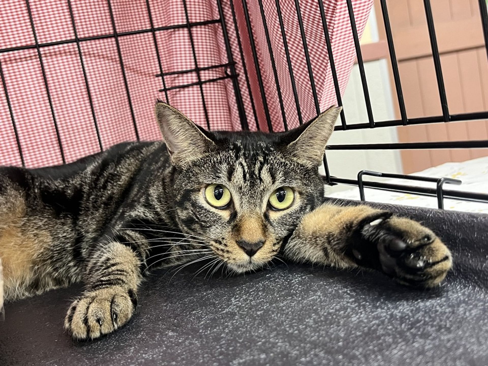 雑種（ミックス猫）・メスの里親募集の写真