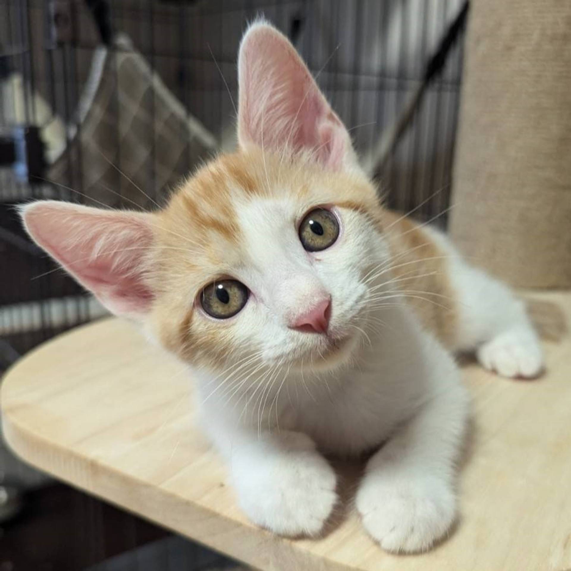 雑種（ミックス猫）・オスの里親募集の写真