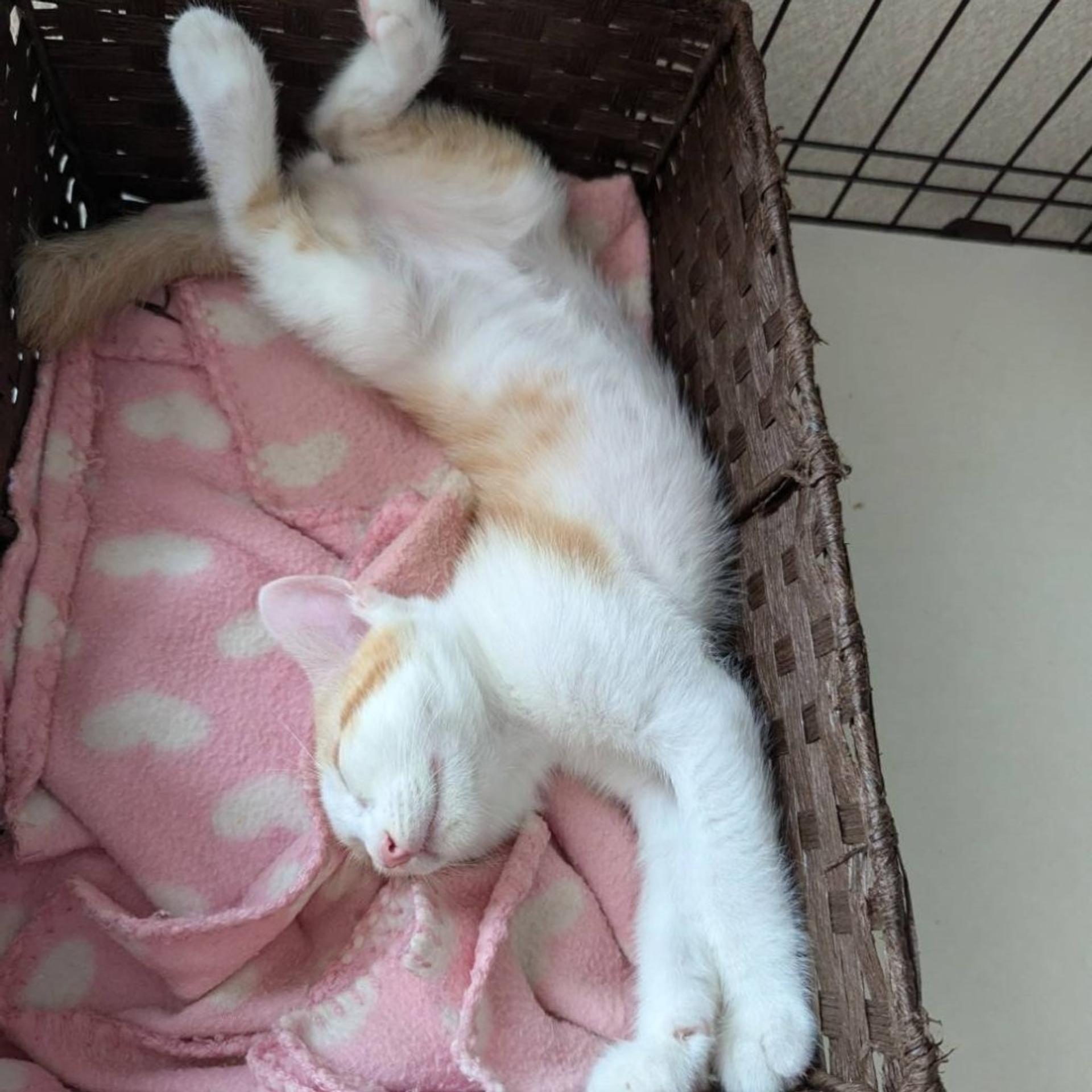 pet-image-3