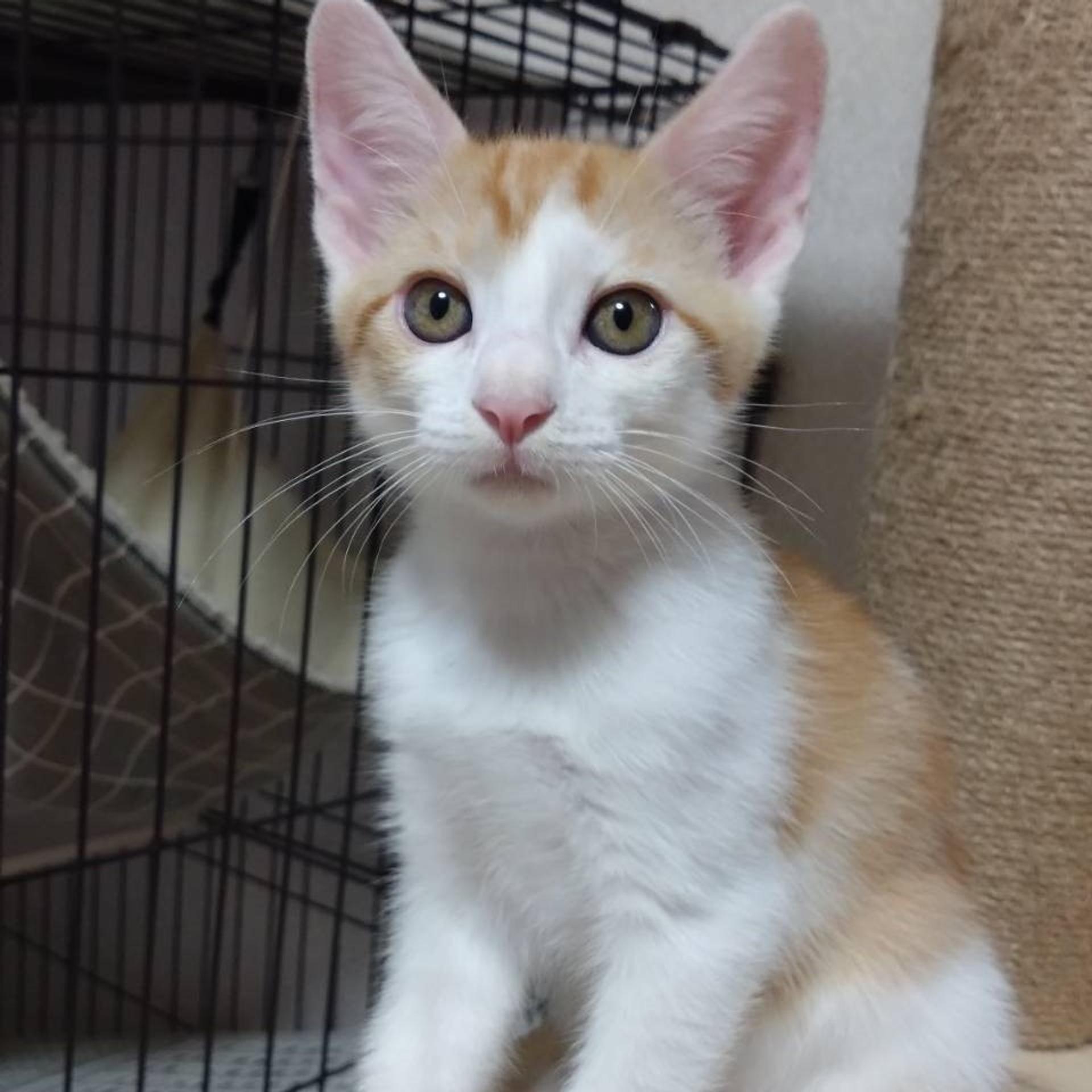 pet-image-4