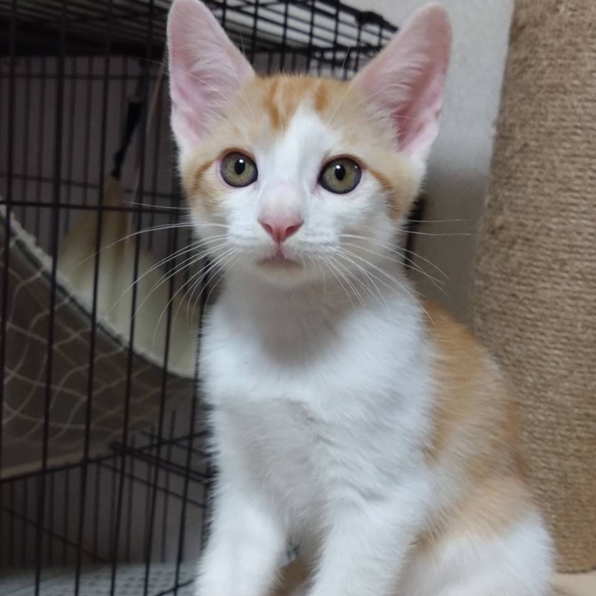 thumbnail-4