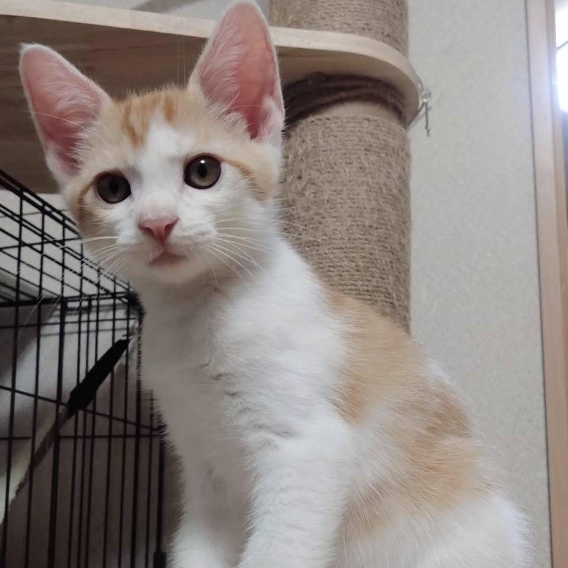 pet-image-5