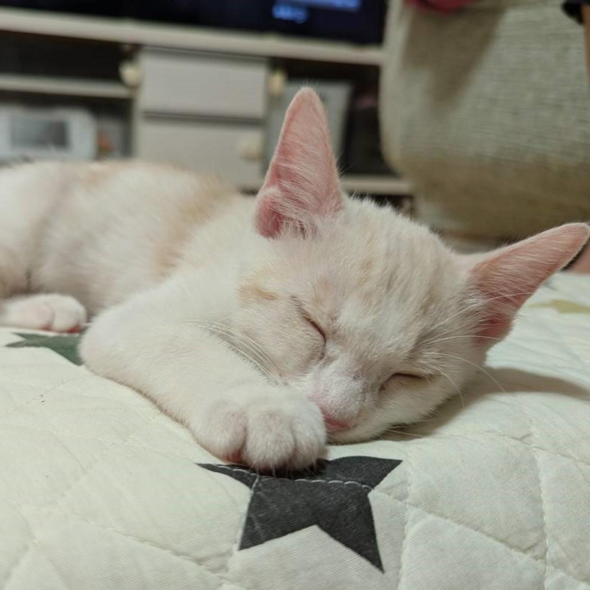 pet-image-4