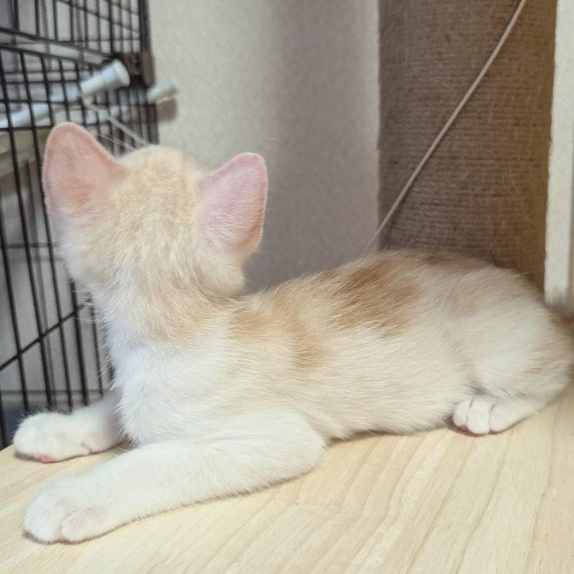 pet-image-5