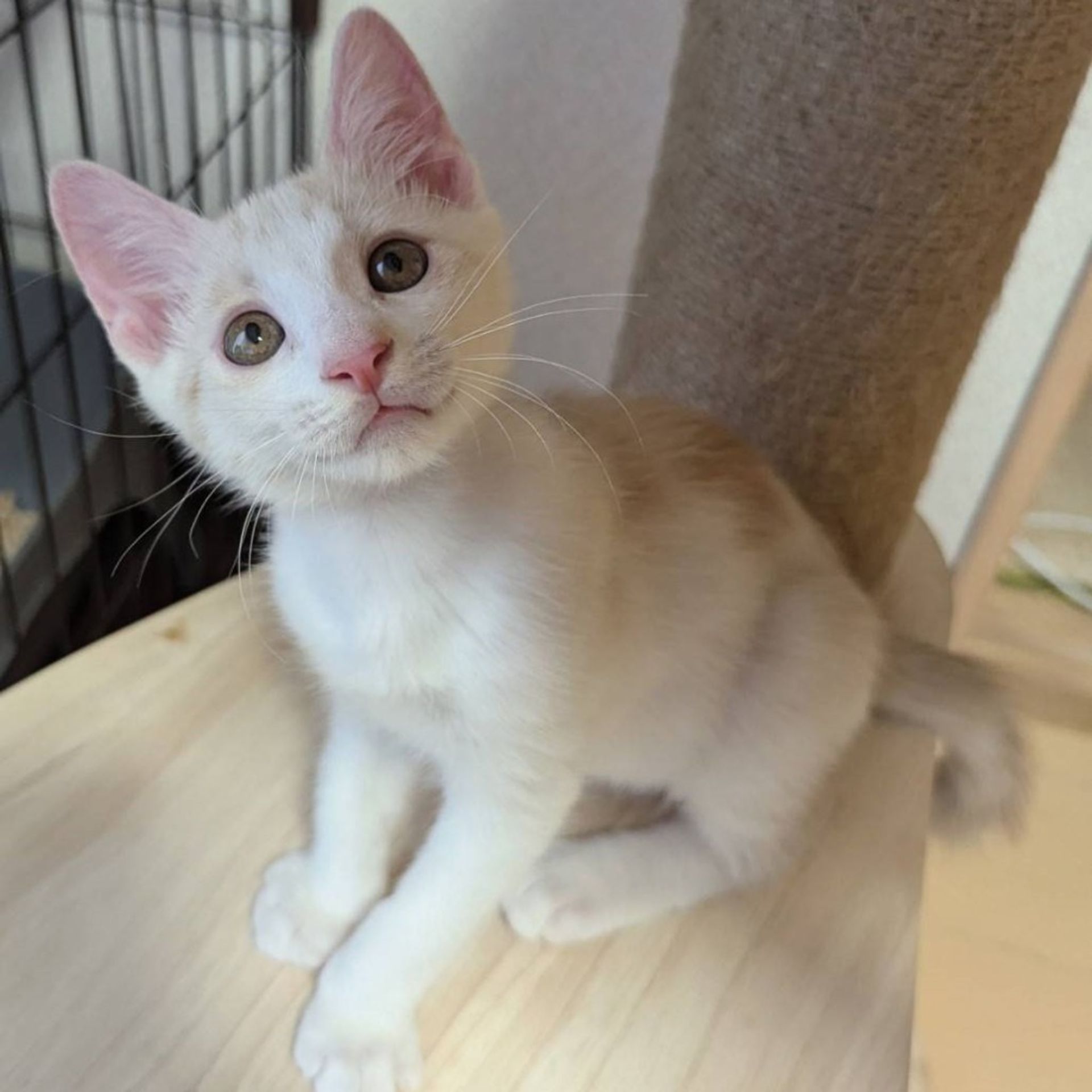 雑種（ミックス猫）・オスの里親募集の写真