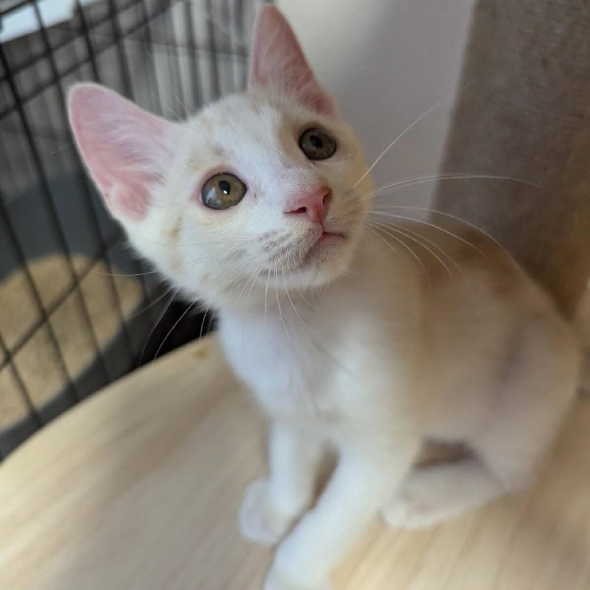 pet-image-2