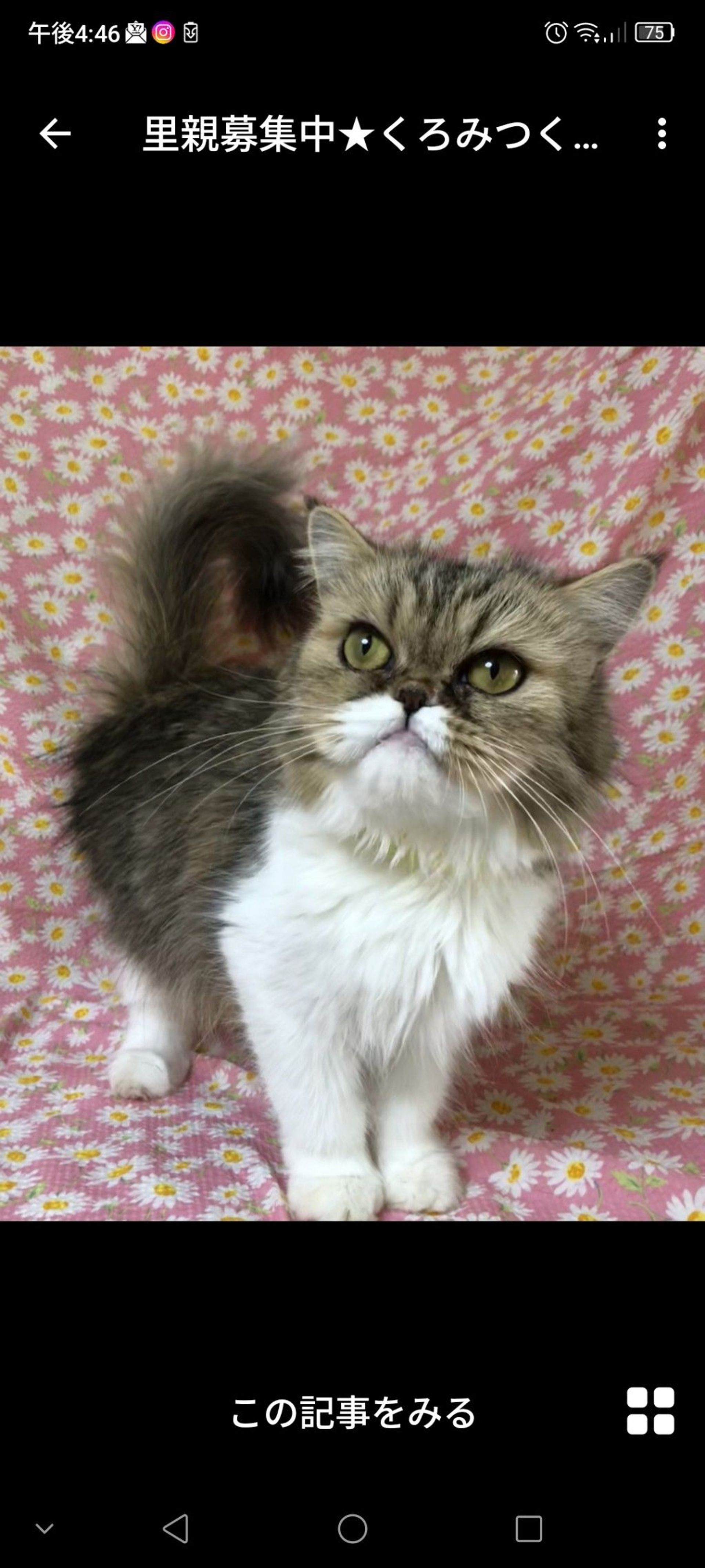 雑種（ミックス猫）・メスの里親募集の写真