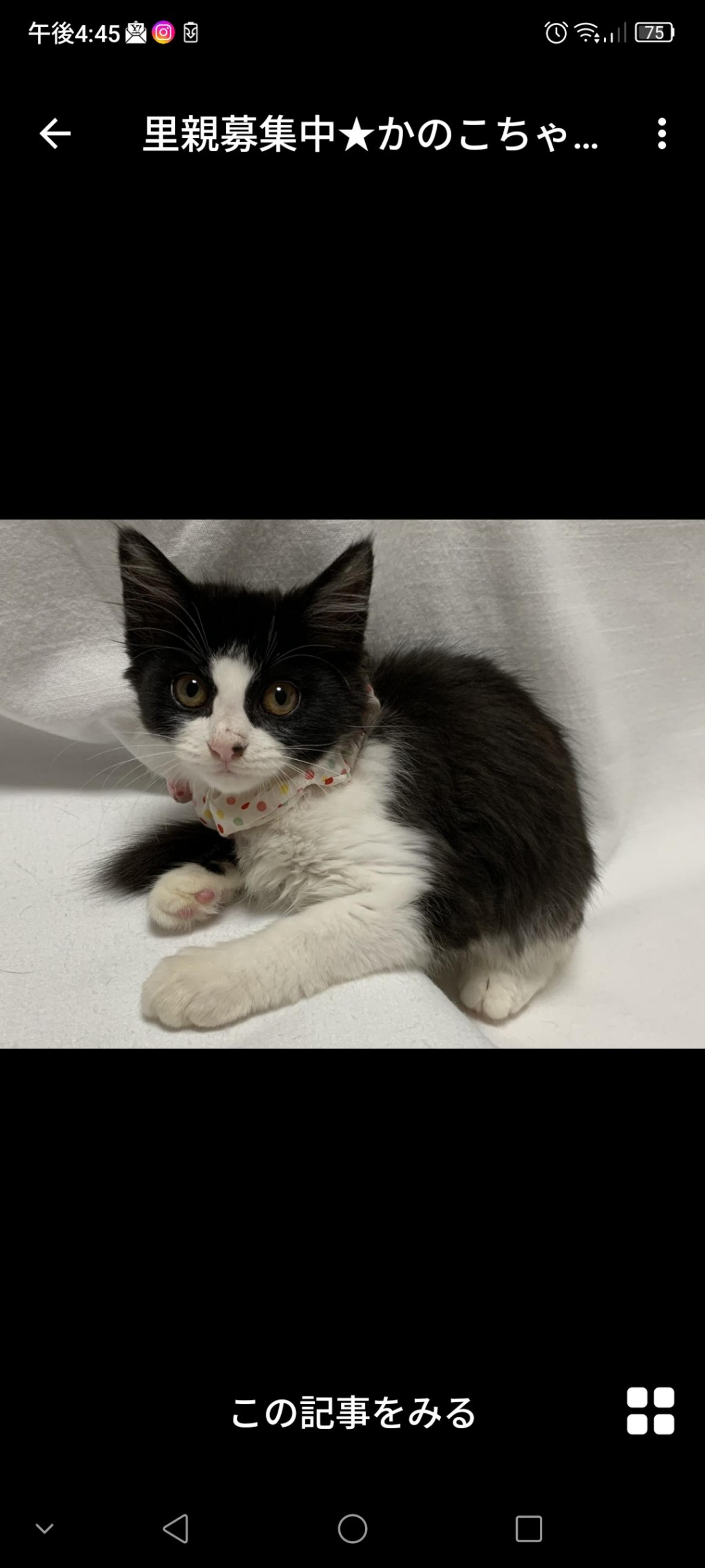 pet-image-3