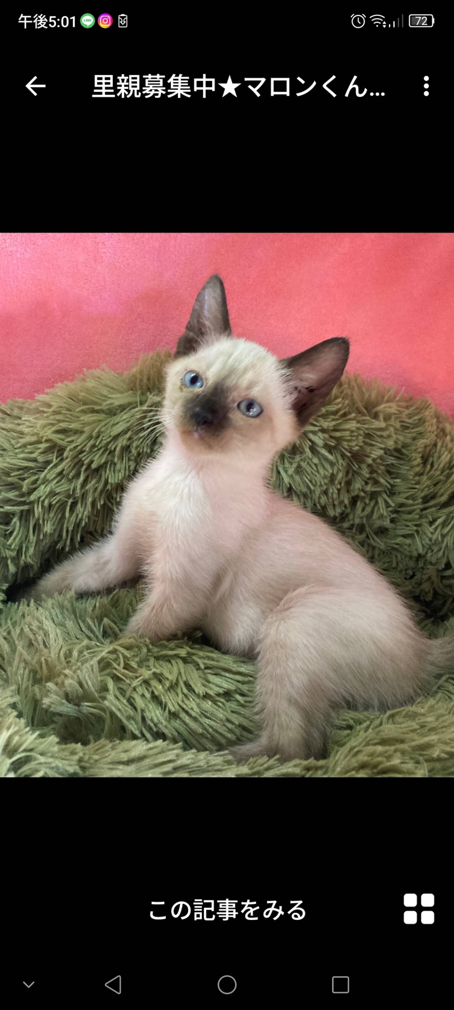 雑種（ミックス猫）・オスの里親募集の写真