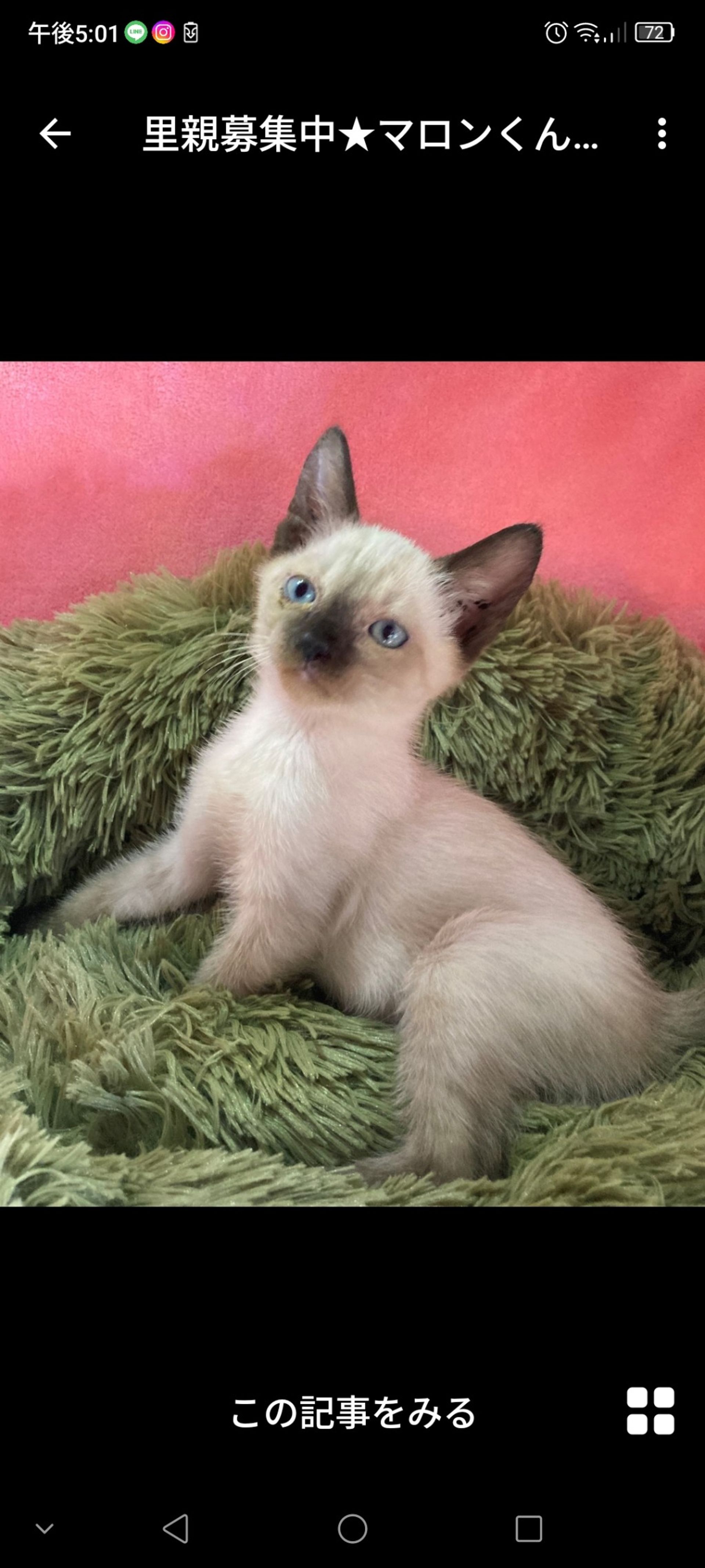 雑種（ミックス猫）・オスの里親募集の写真