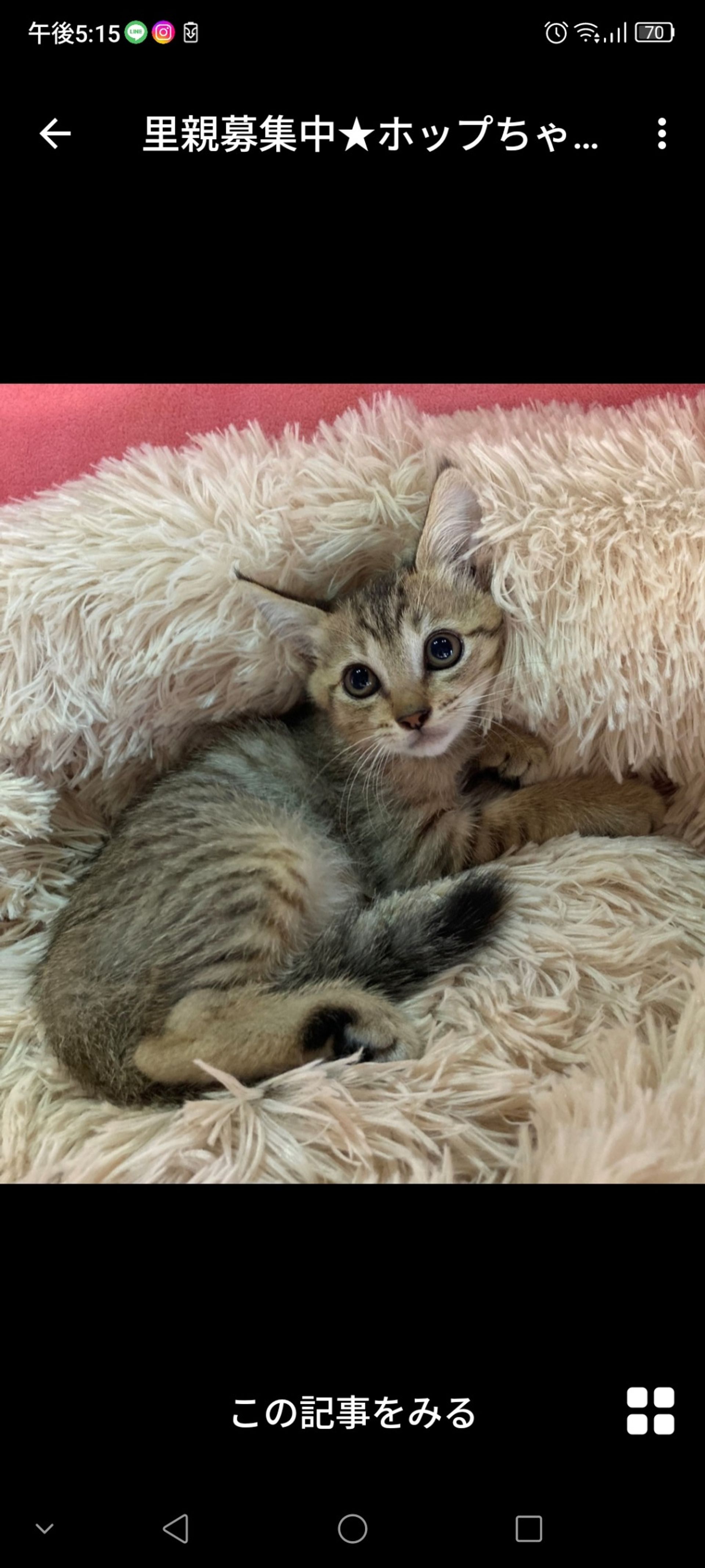 雑種（ミックス猫）・メスの里親募集の写真