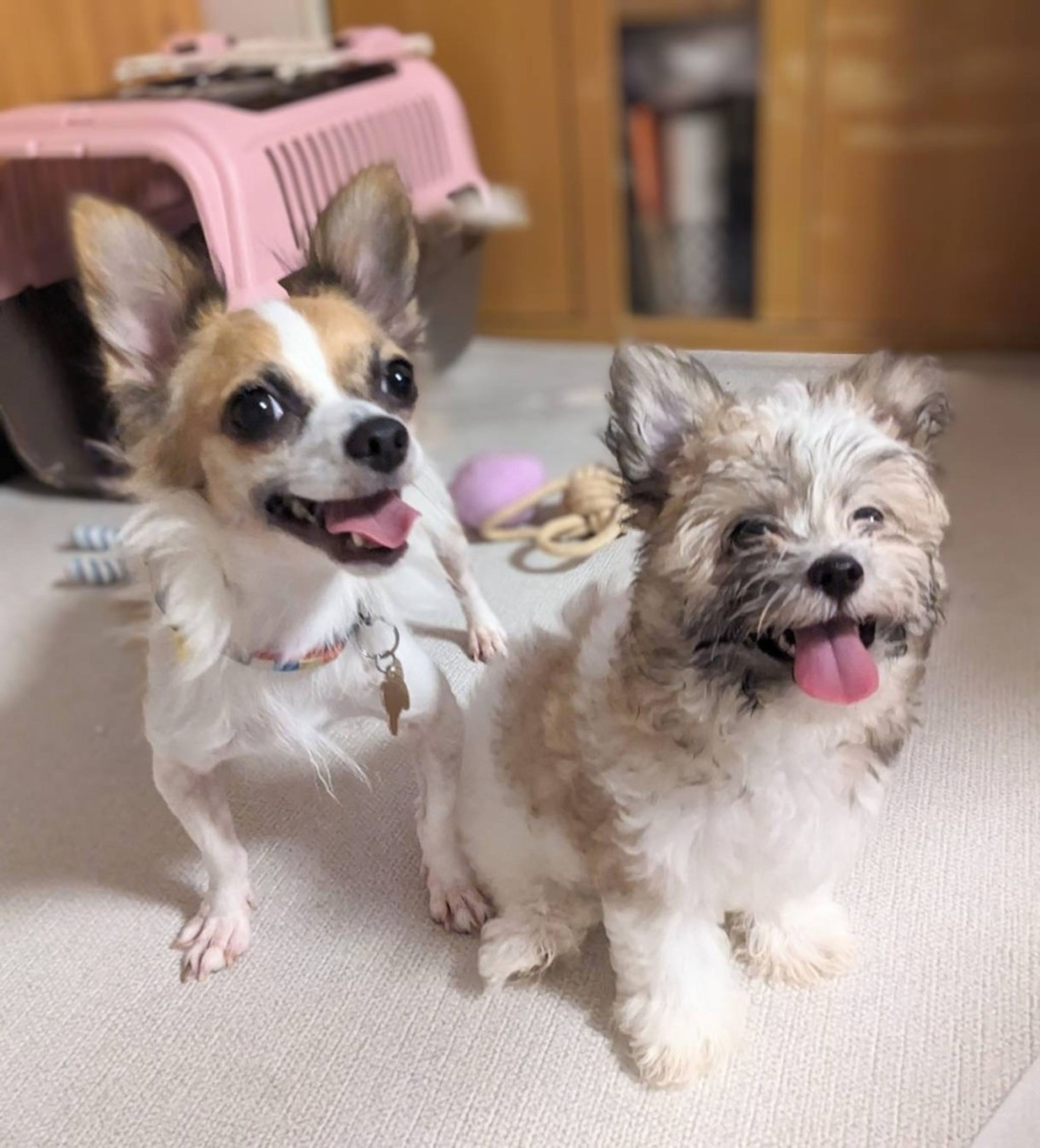 pet-image-6