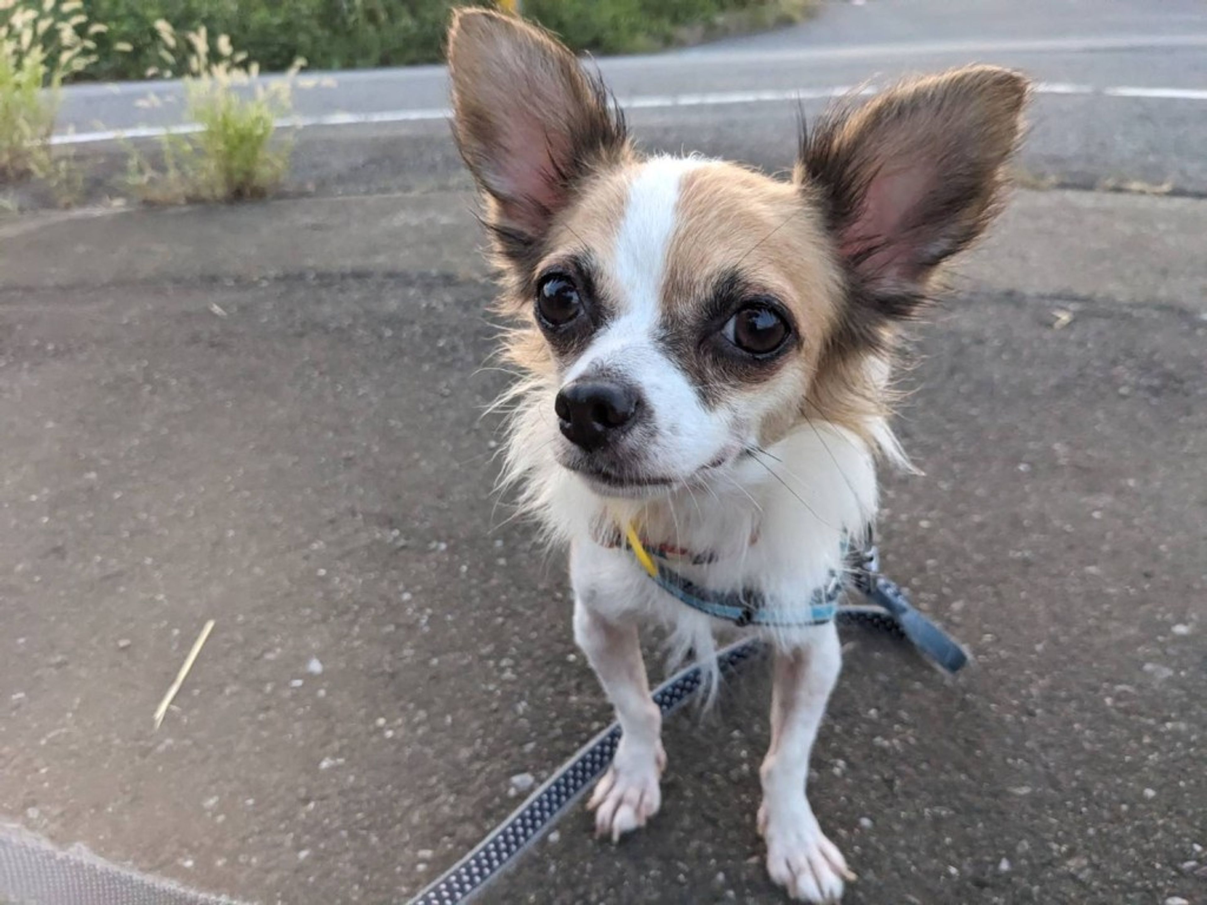 pet-image-8