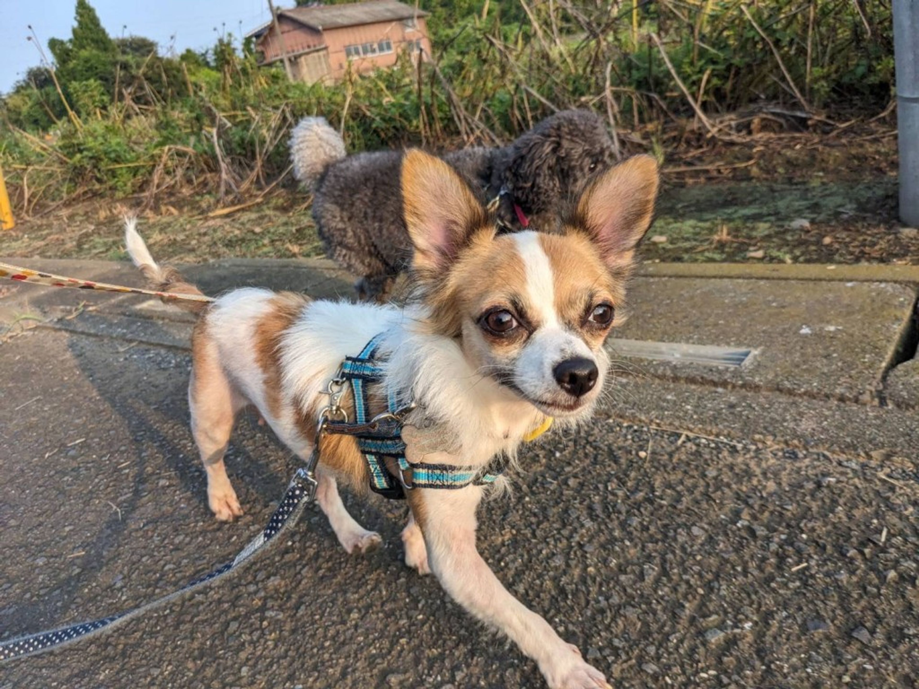 pet-image-3