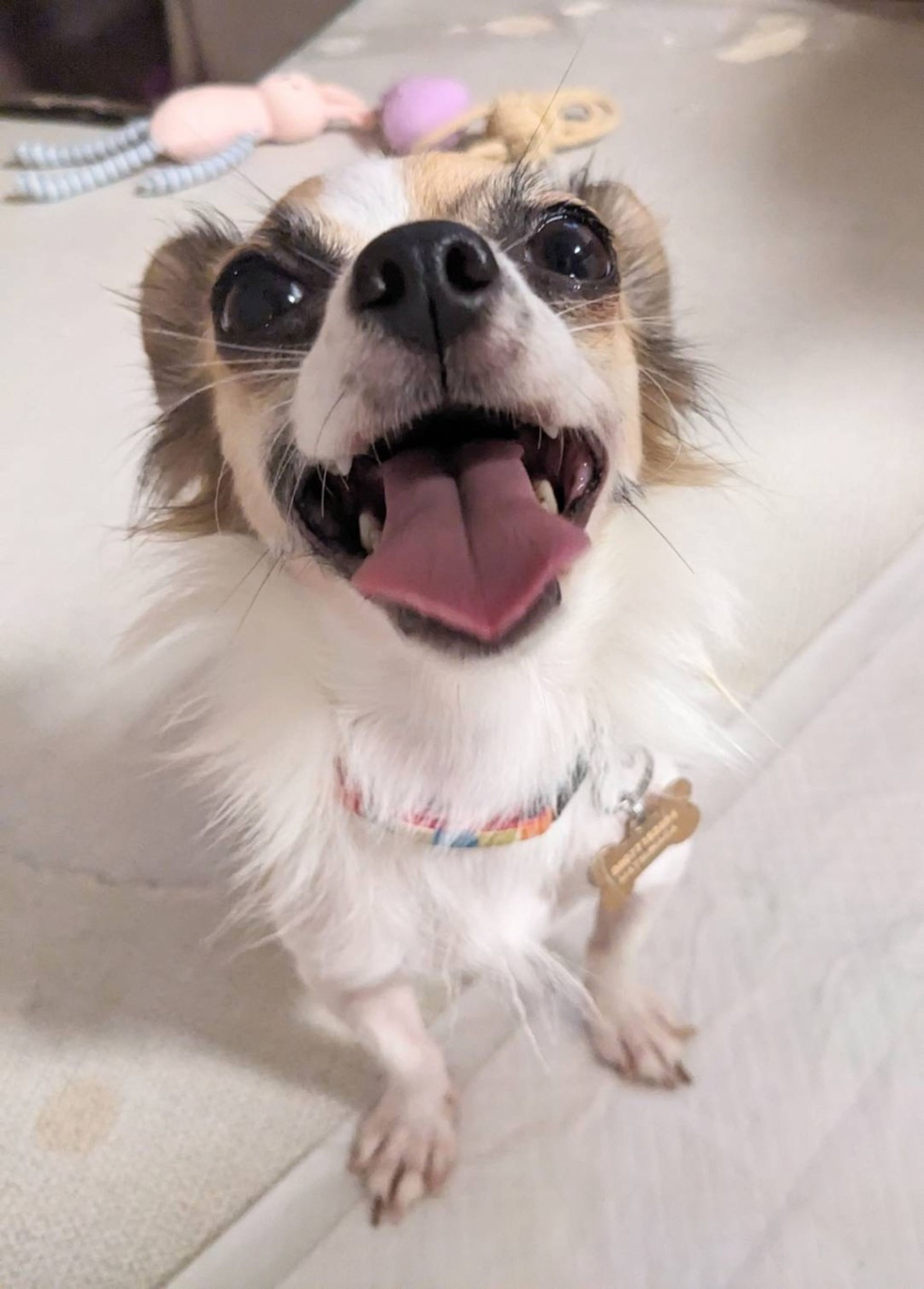 pet-image-4