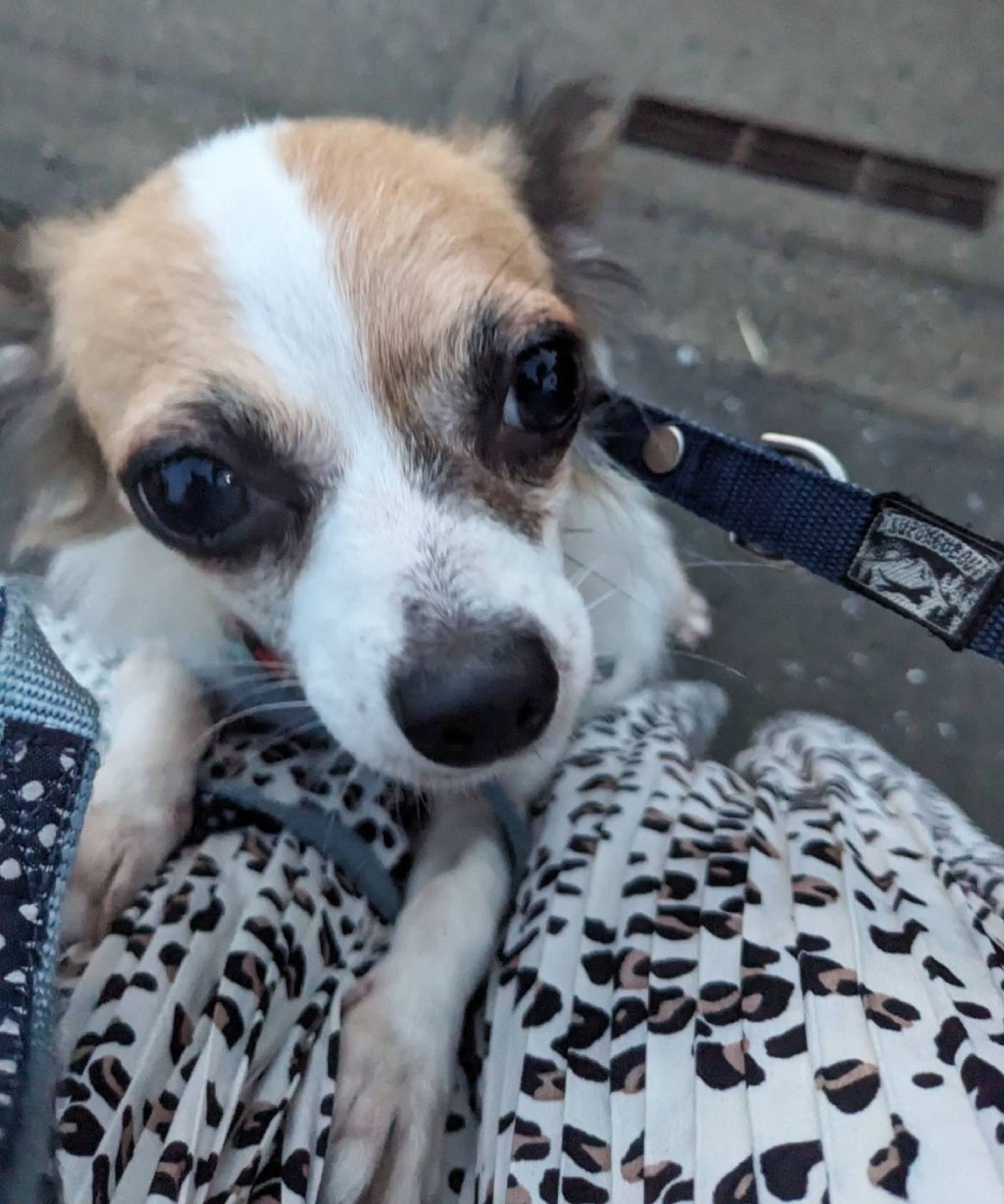 pet-image-5