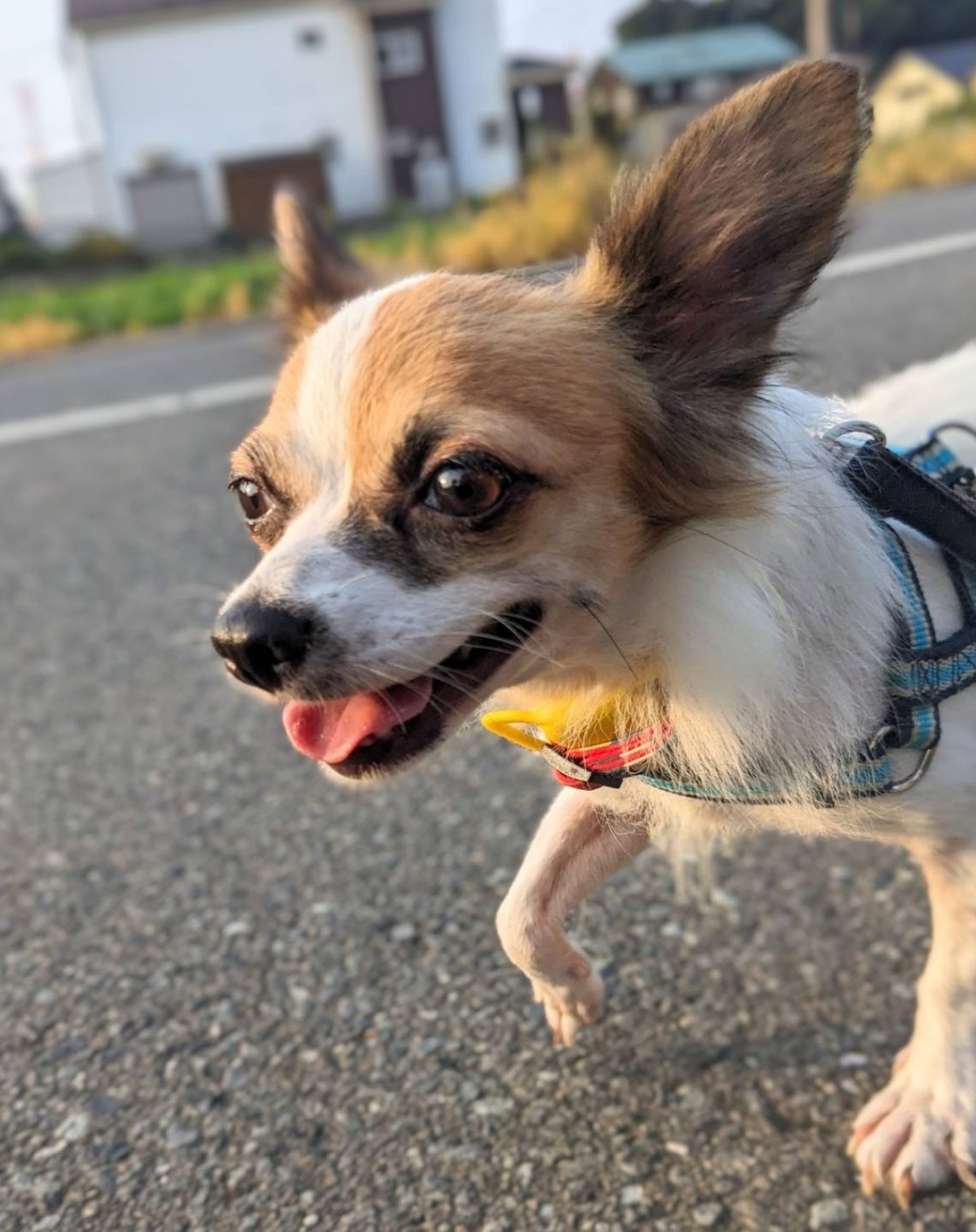 pet-image-2