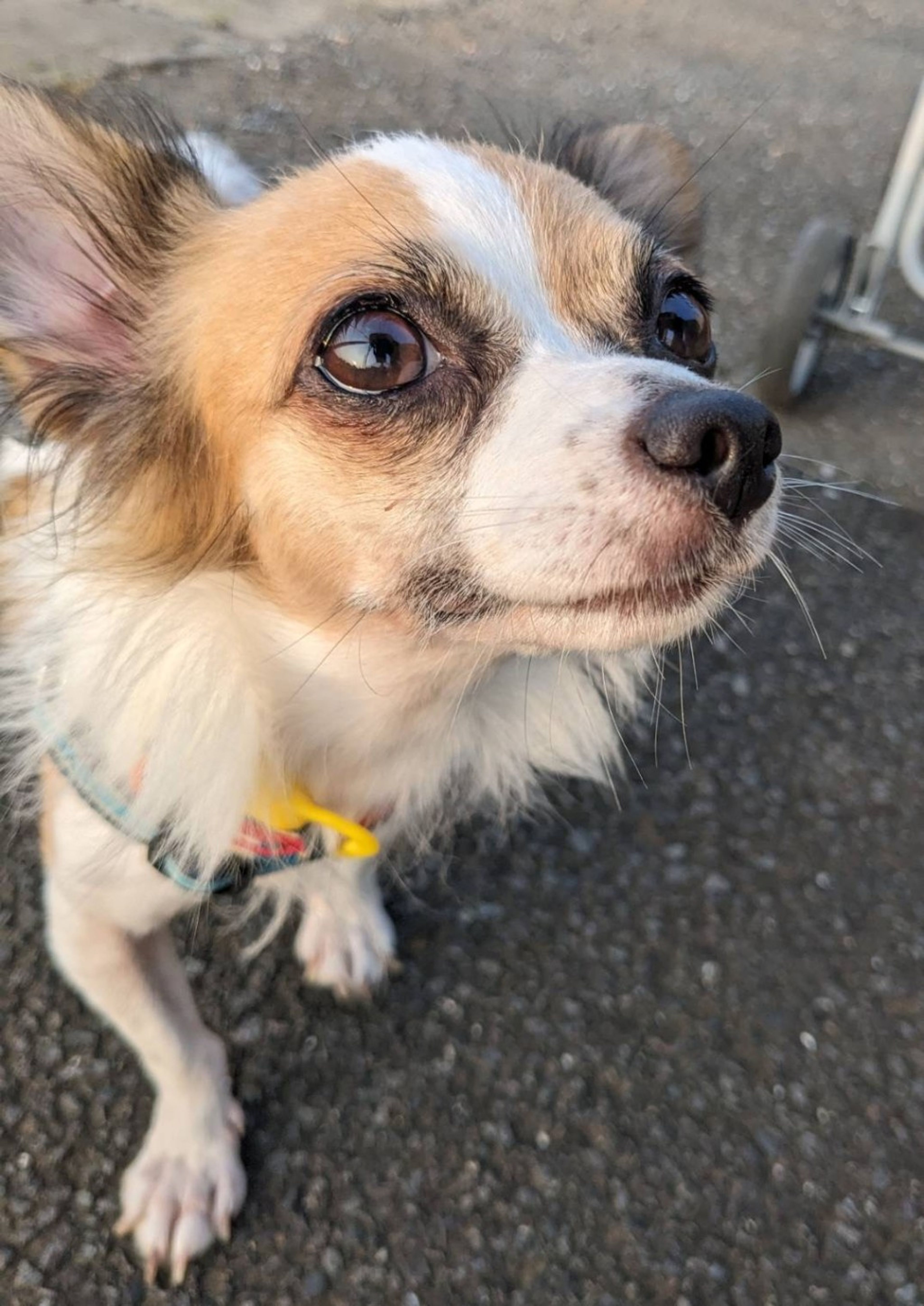 雑種（ミックス犬）・メスの里親募集の写真