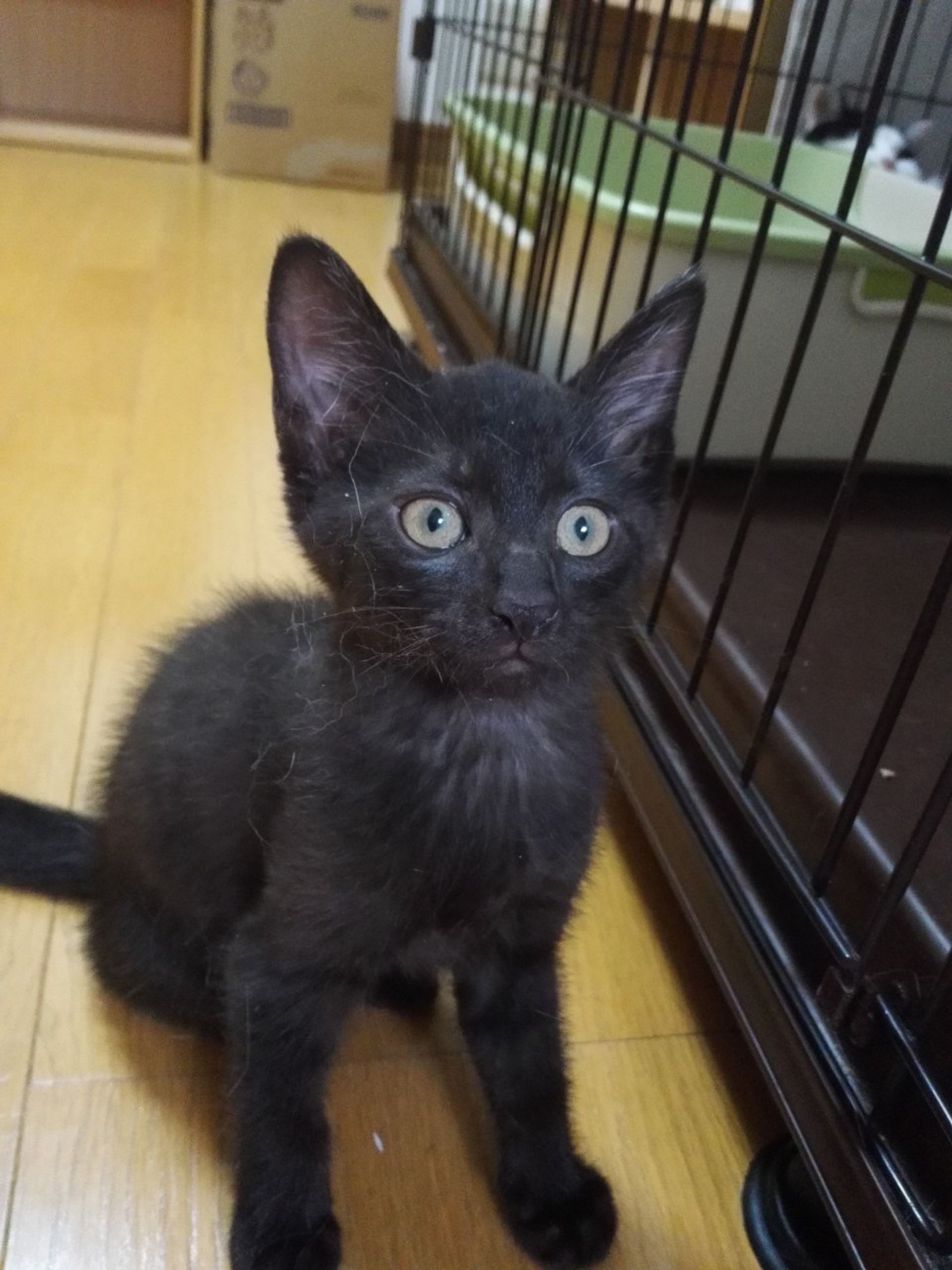 雑種（ミックス猫）・メスの里親募集の写真