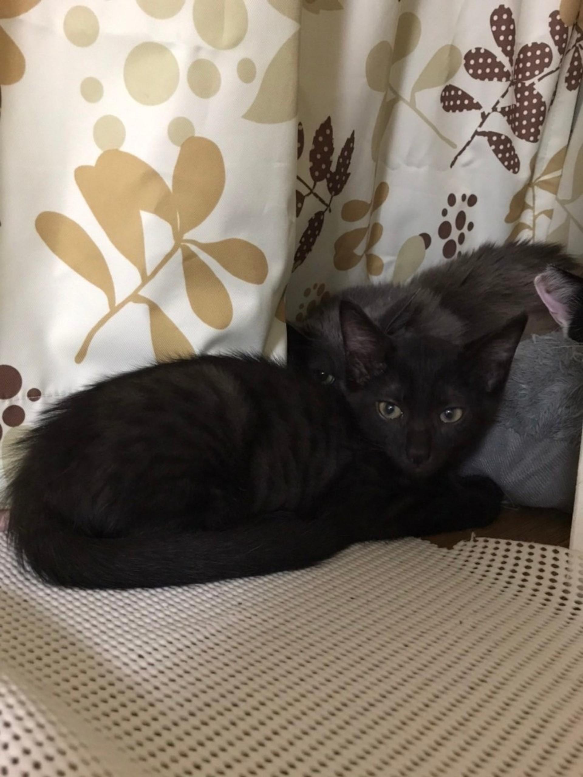 pet-image-4