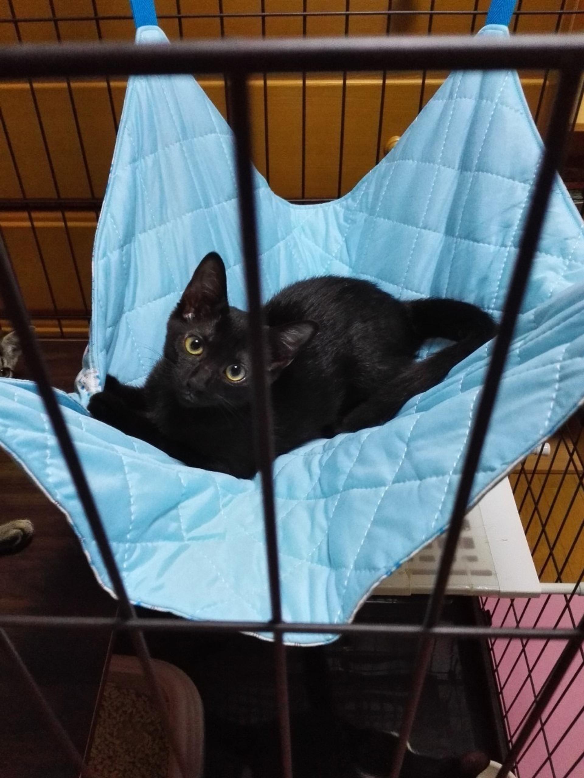 pet-image-3