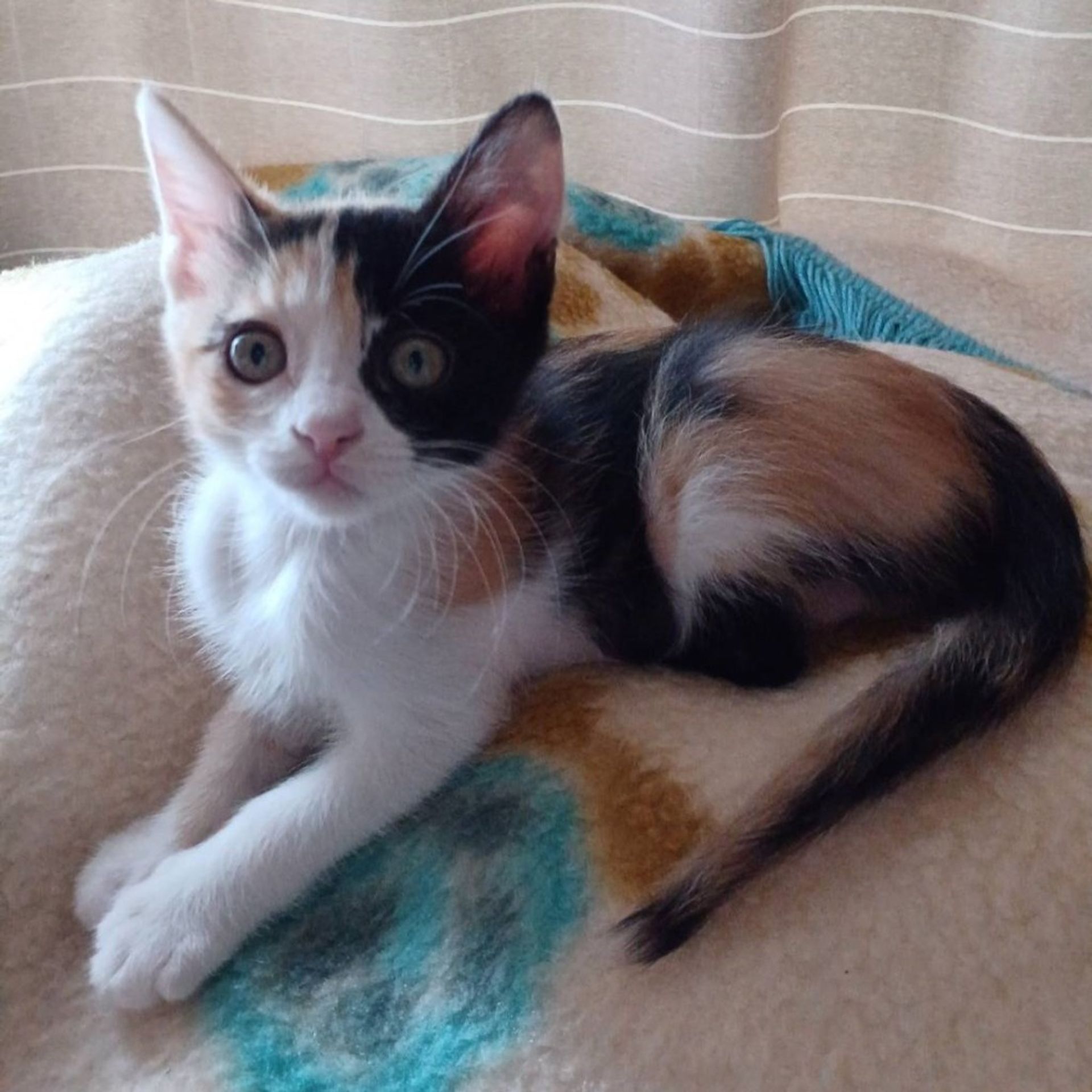 雑種（ミックス猫）・メスの里親募集の写真